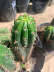 Crested Olivia x TPM — revert pup