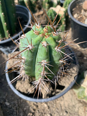 Rooted Peruvianus “Sal’s Torch” (smaller)
