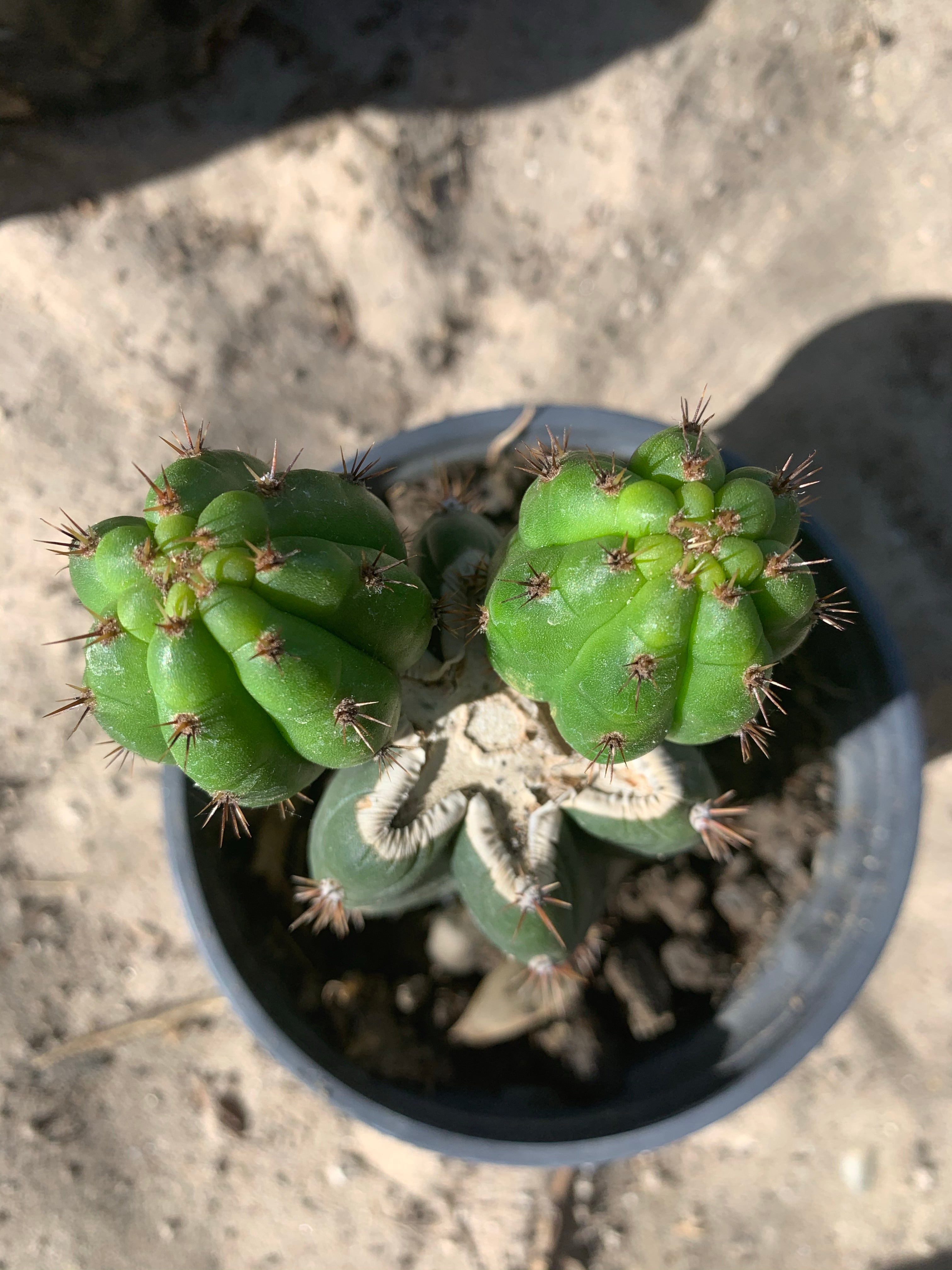 Rooted LER with pups — plant A