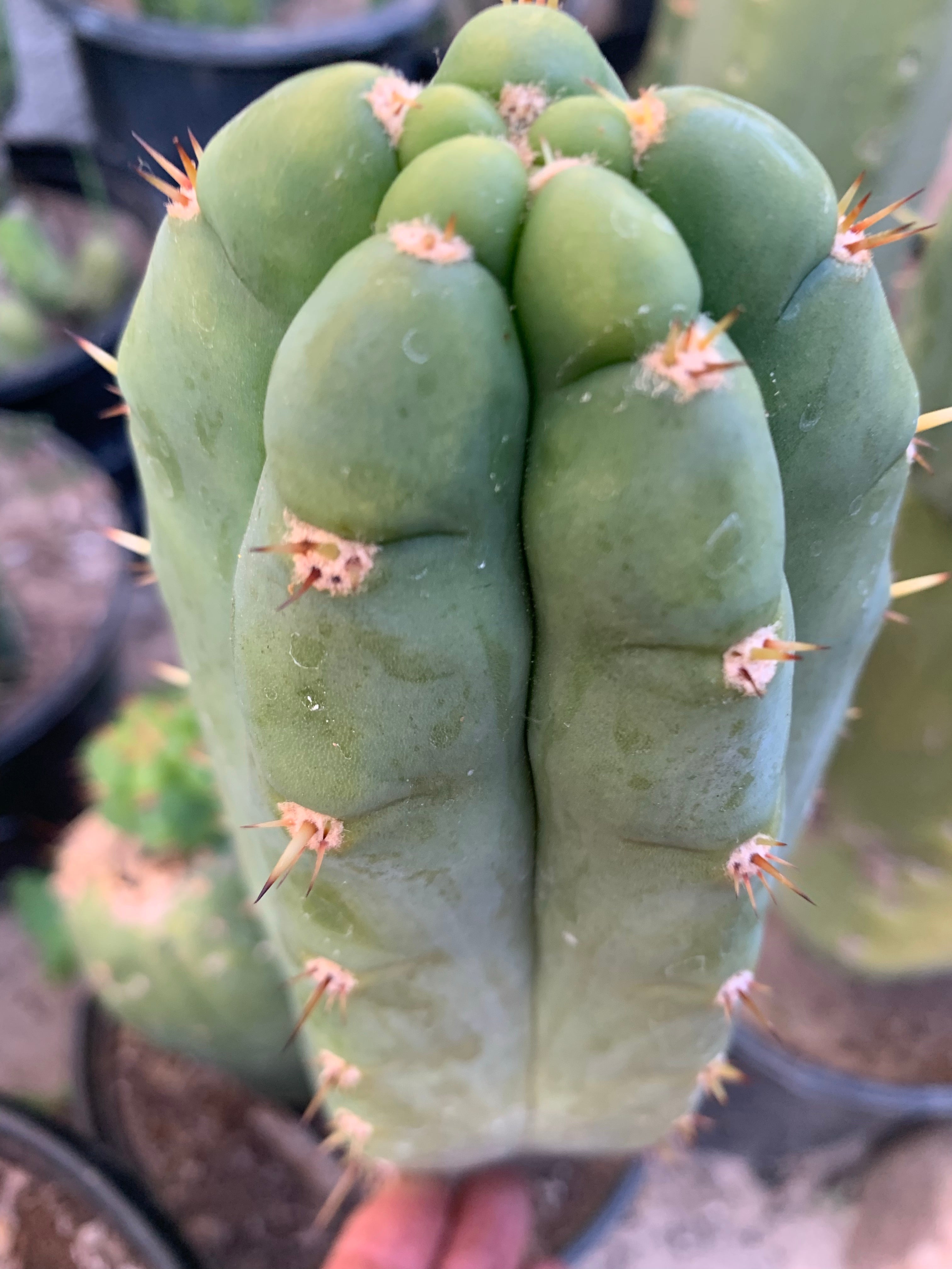 👑 Bob’s Colossus - Beautiful 10” tip