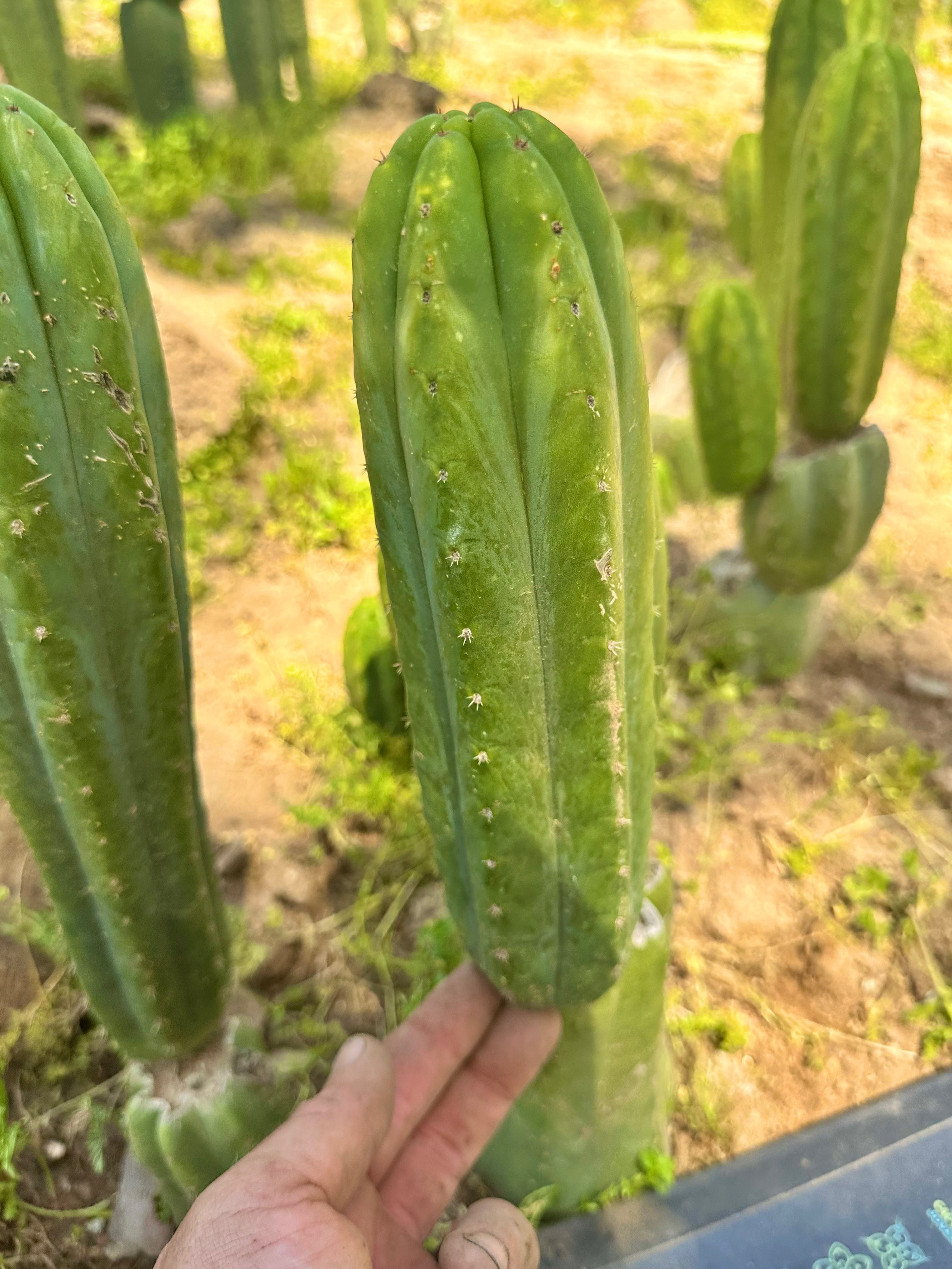 👑 Smooth Ecuadorian Pachanoi — 10” Pup