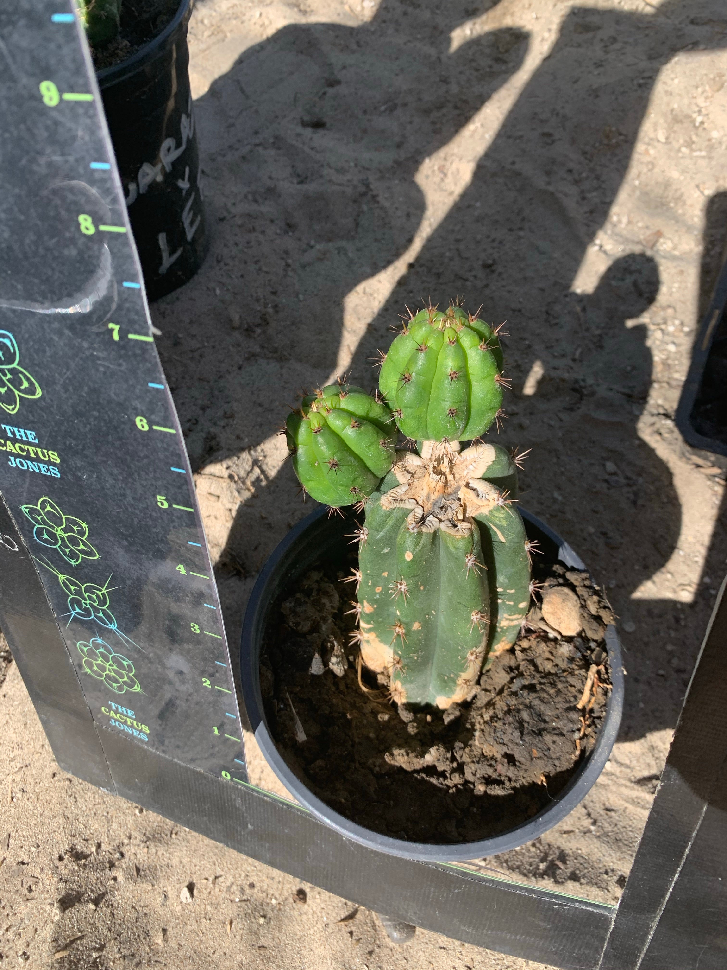 Rooted LER with pups — plant B