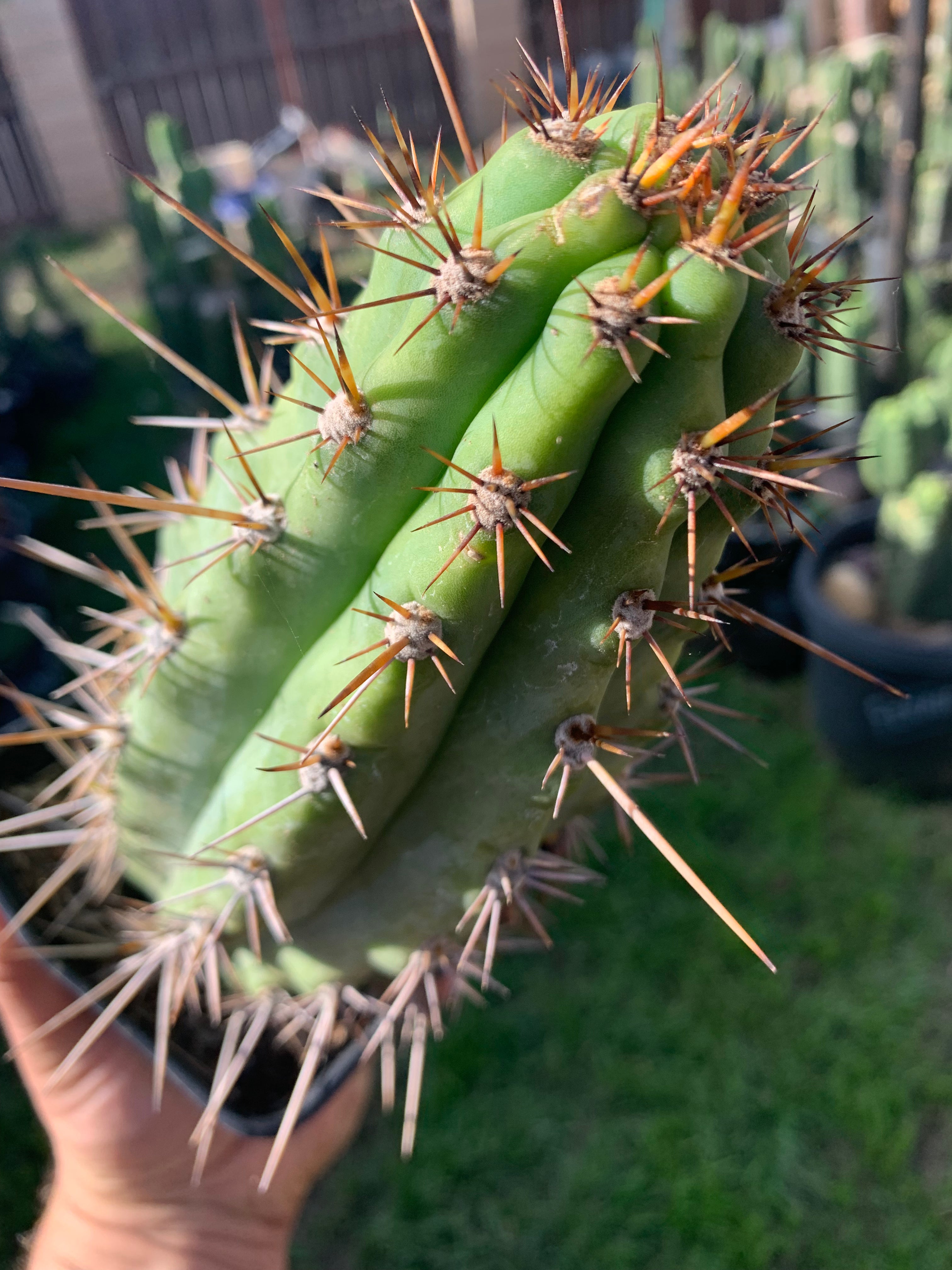 Rooted 9” Peruvianus