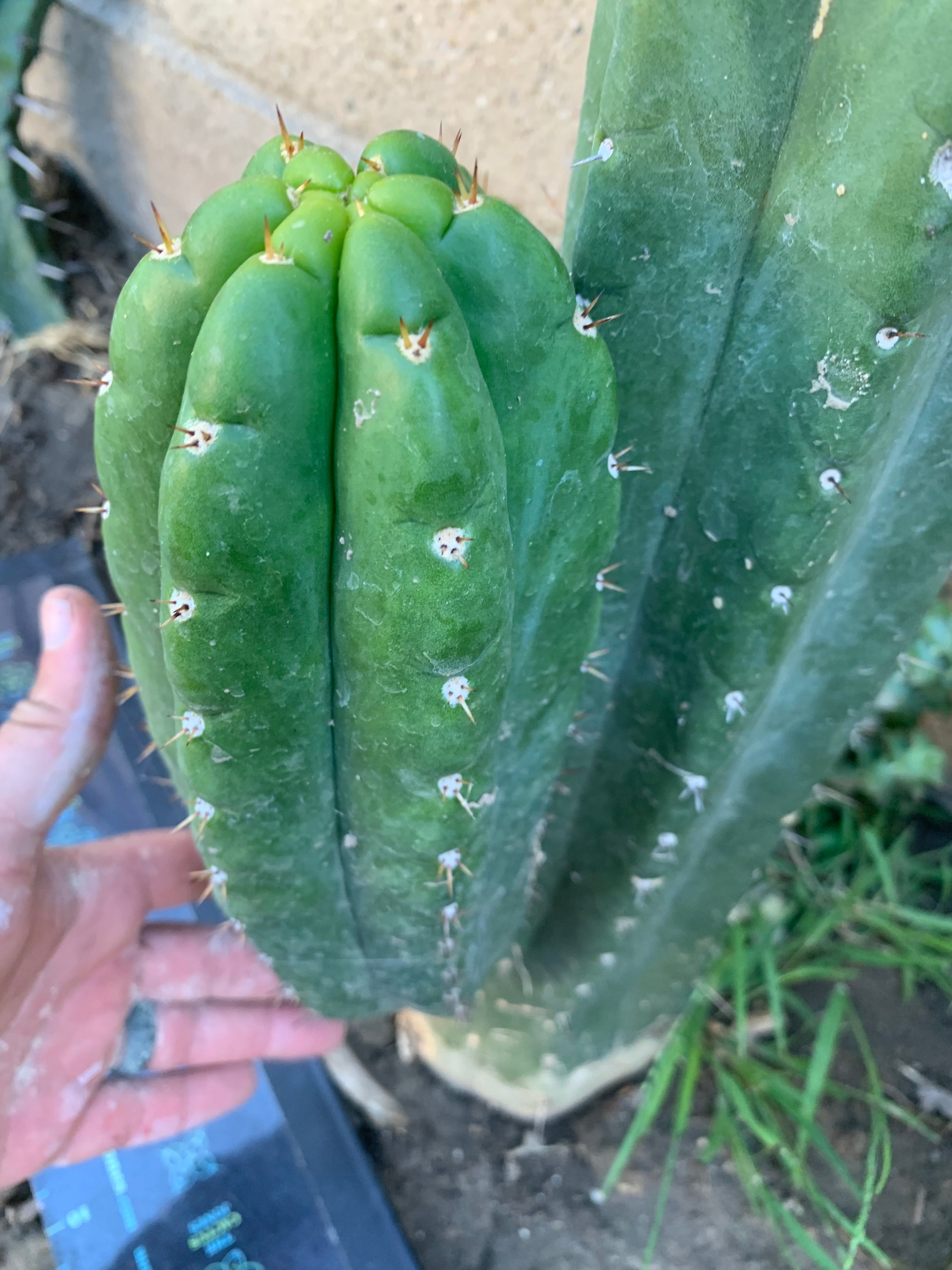 Pachanoi “Lima “ — Big Pup