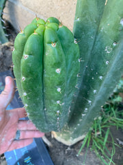 Pachanoi “Lima “ — Big Pup