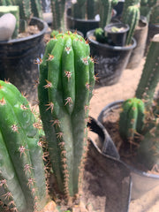 Crested Olivia x TPM — revert pup