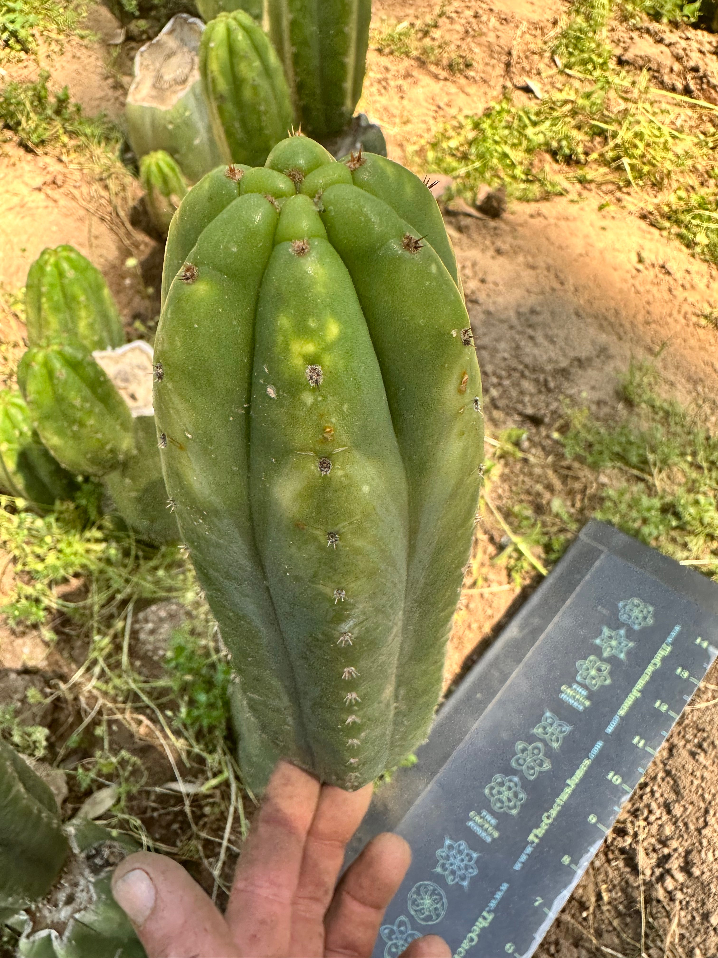 👑 Smooth Ecuadorian Pachanoi — 10” Pup