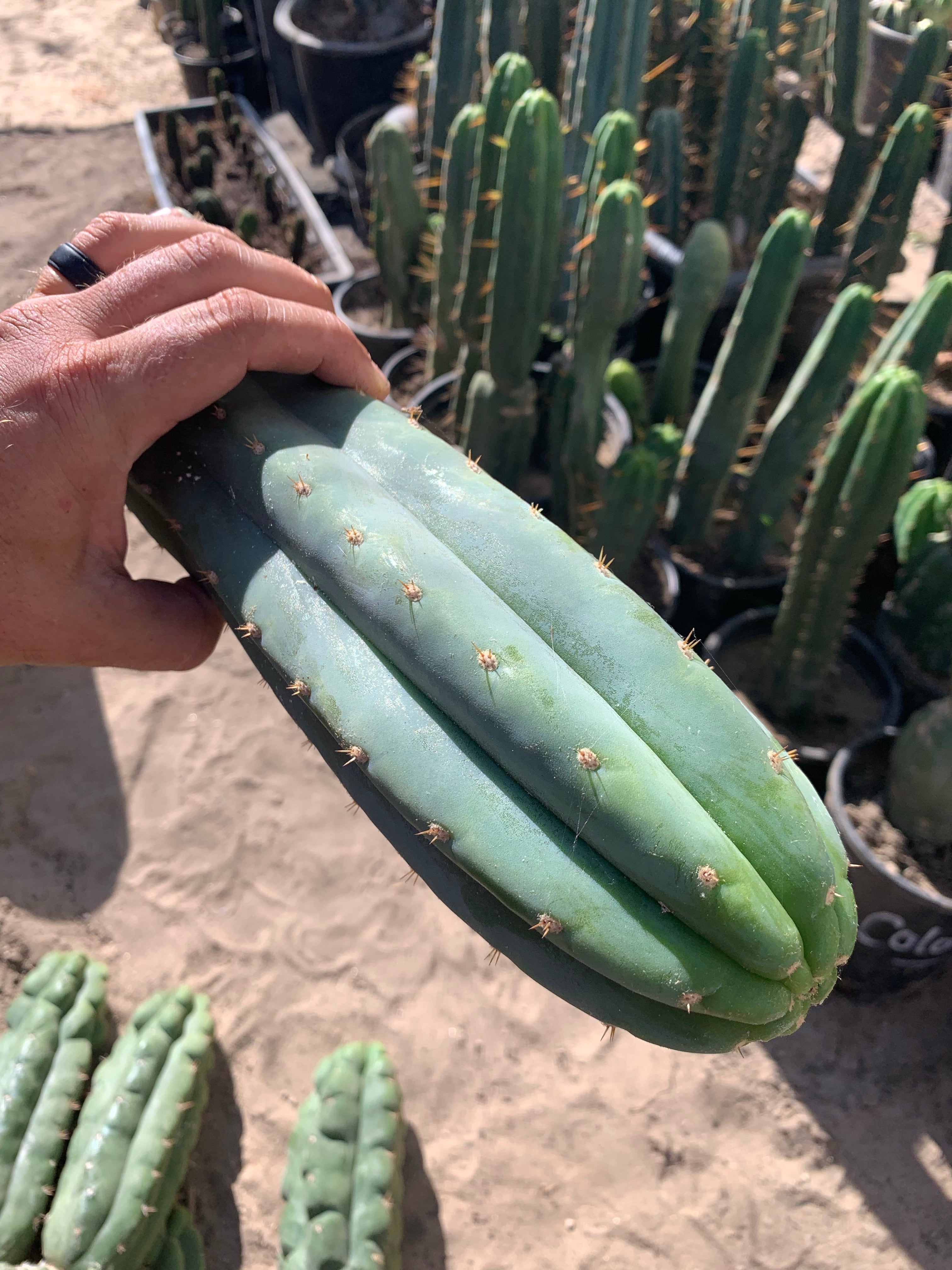 Ventucky Blue - Big and Pristine tip cutting