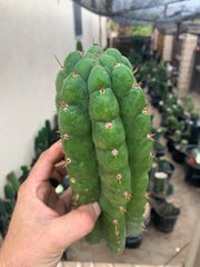 Big & Extra Notchy Pachanoi Tip