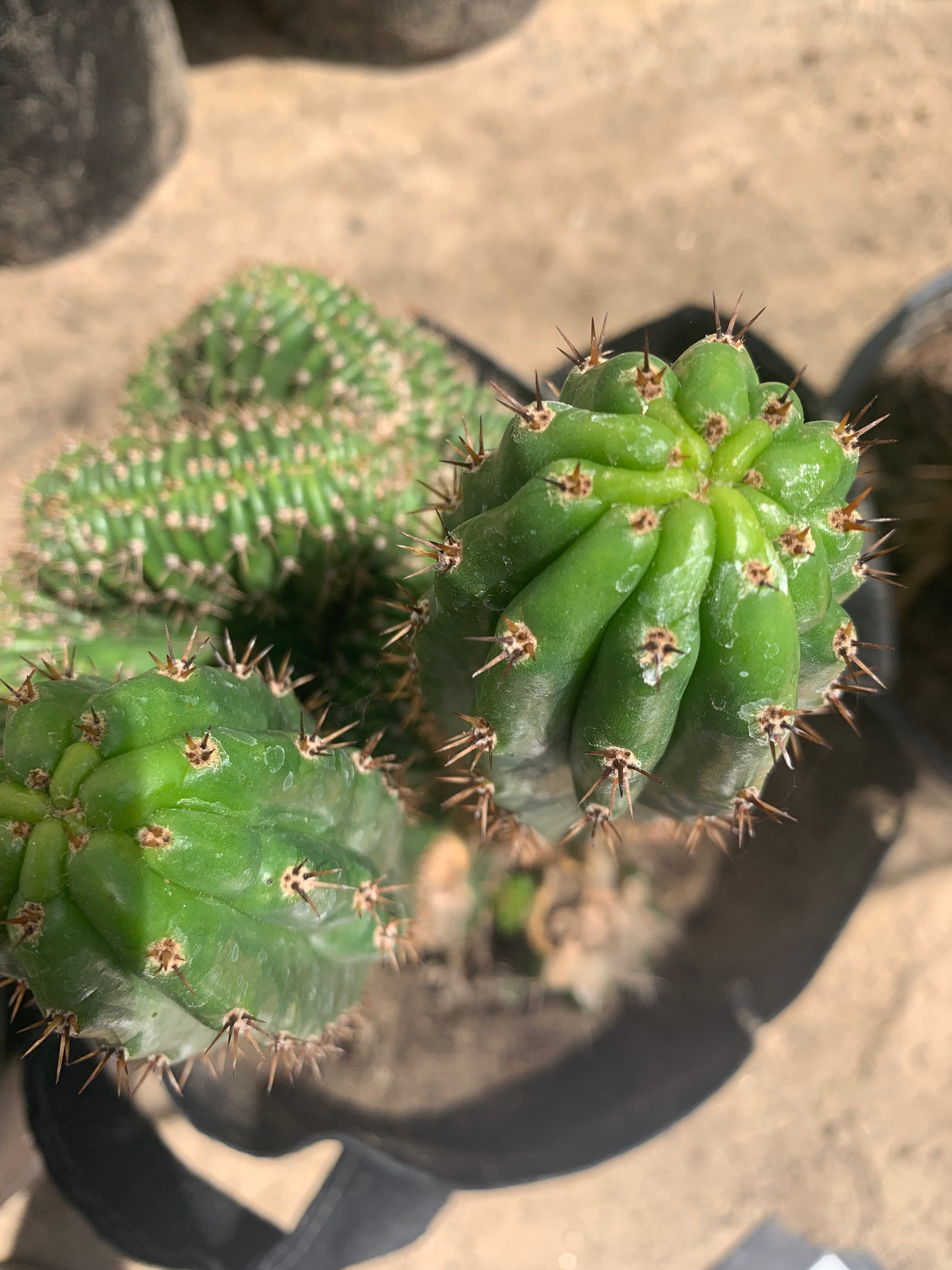 Crested Olivia x TPM — revert pup