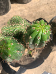 Crested Olivia x TPM — revert pup