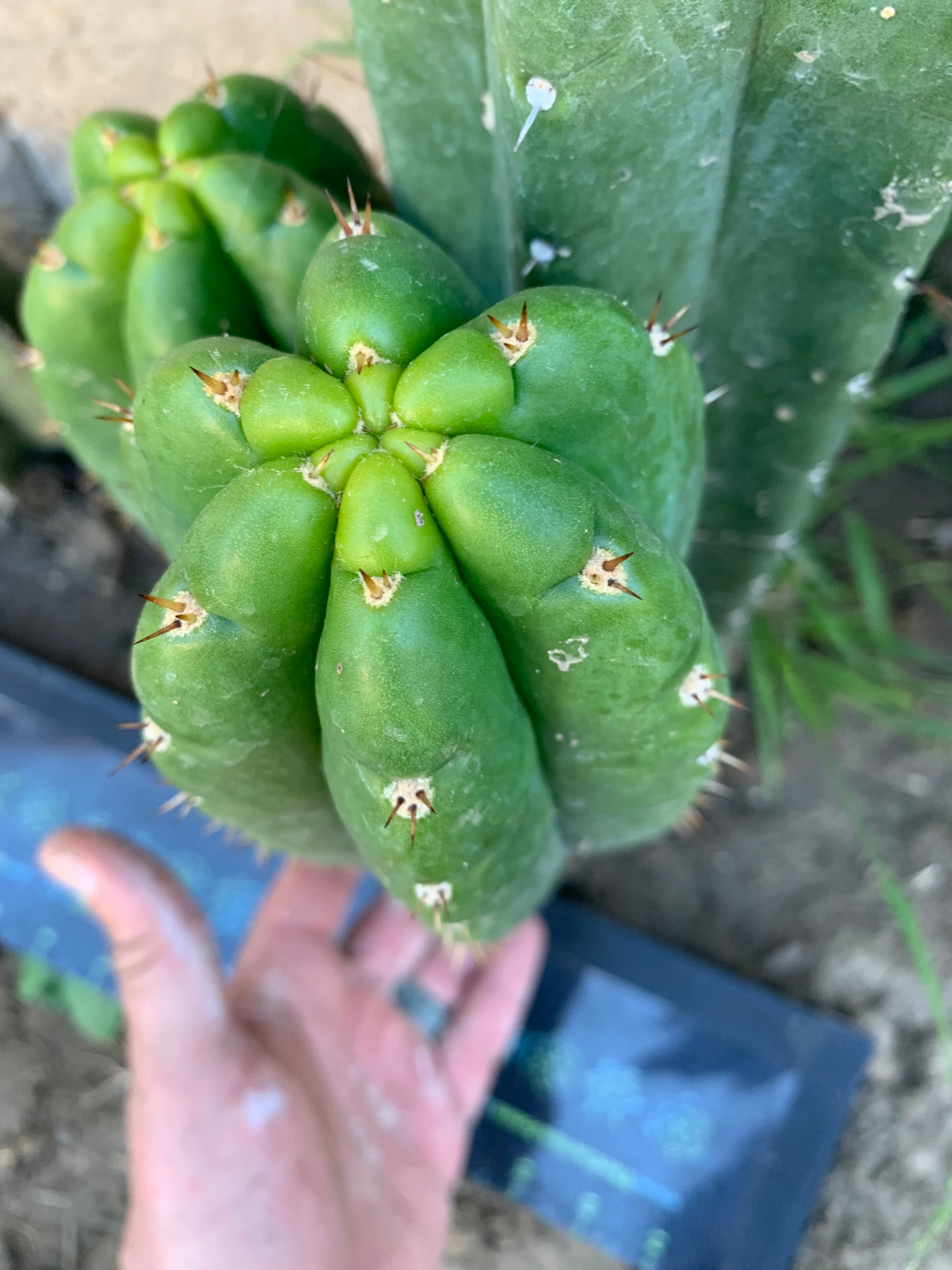 Pachanoi “Lima “ — Big Pup