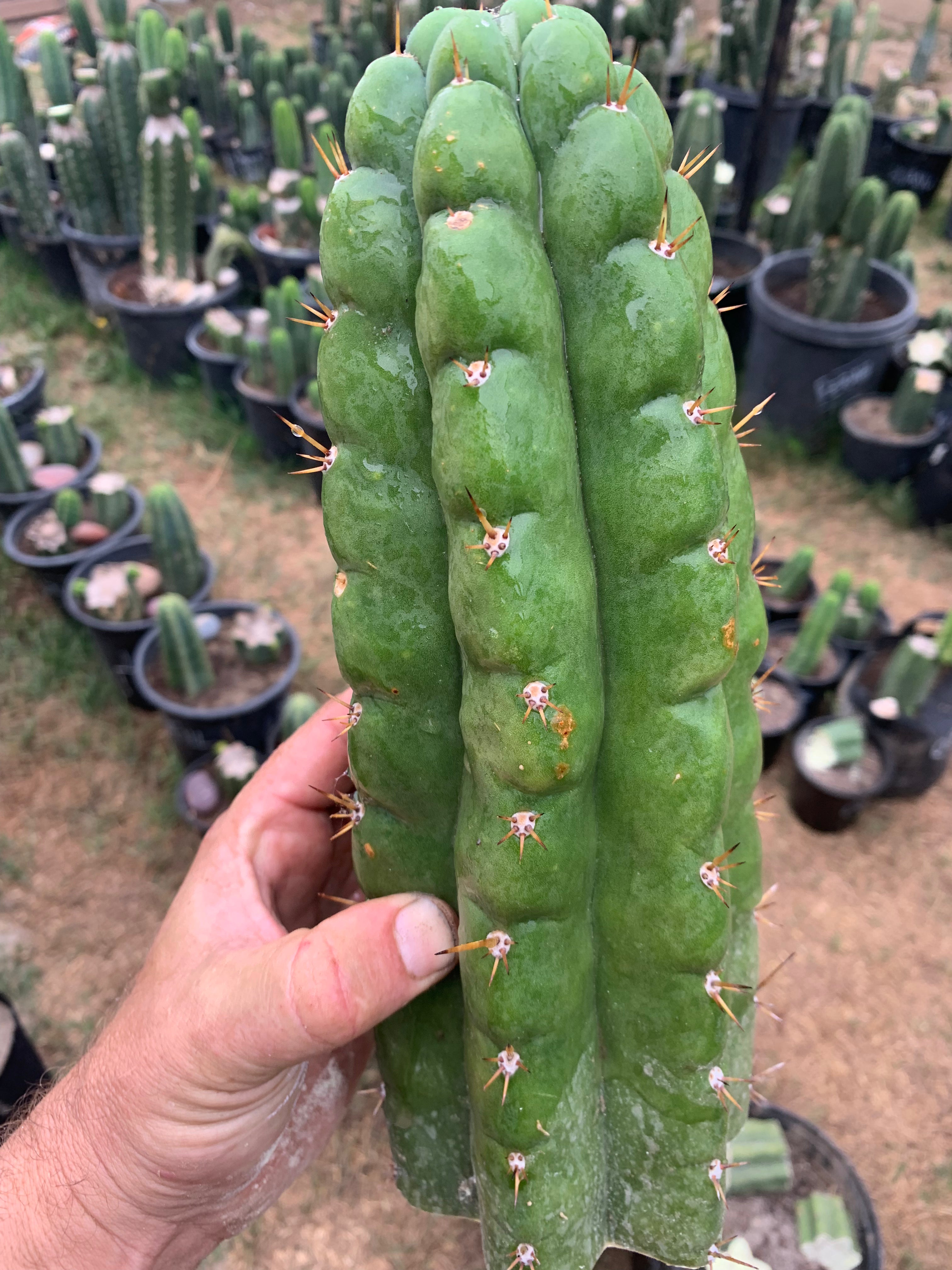 Big & Extra Notchy Pachanoi Tip