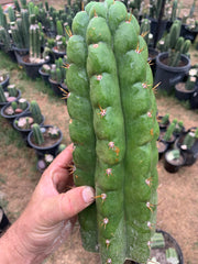 Big & Extra Notchy Pachanoi Tip