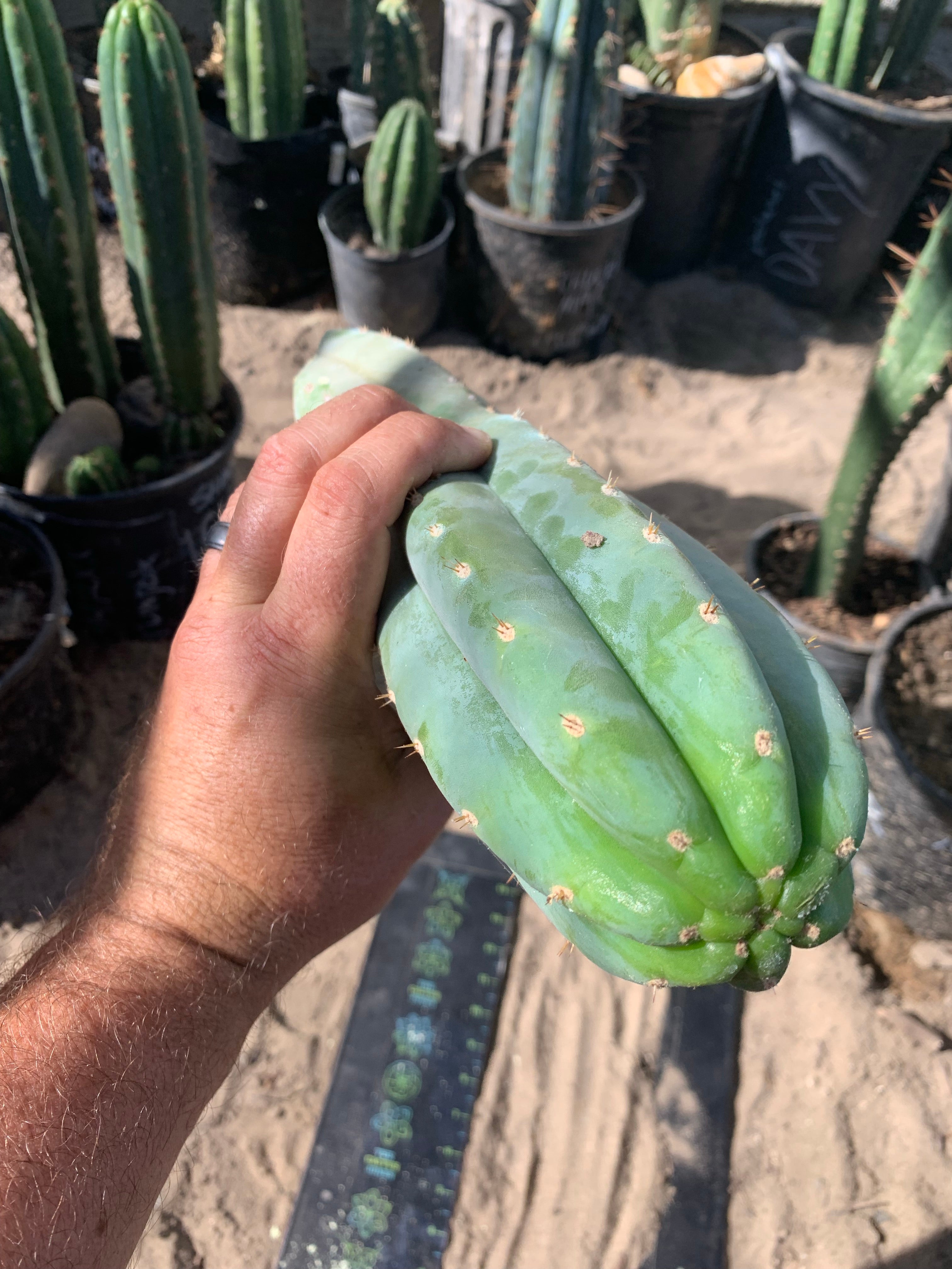 Ventucky Blue - Big and Pristine tip cutting