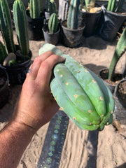 Ventucky Blue - Big and Pristine tip cutting