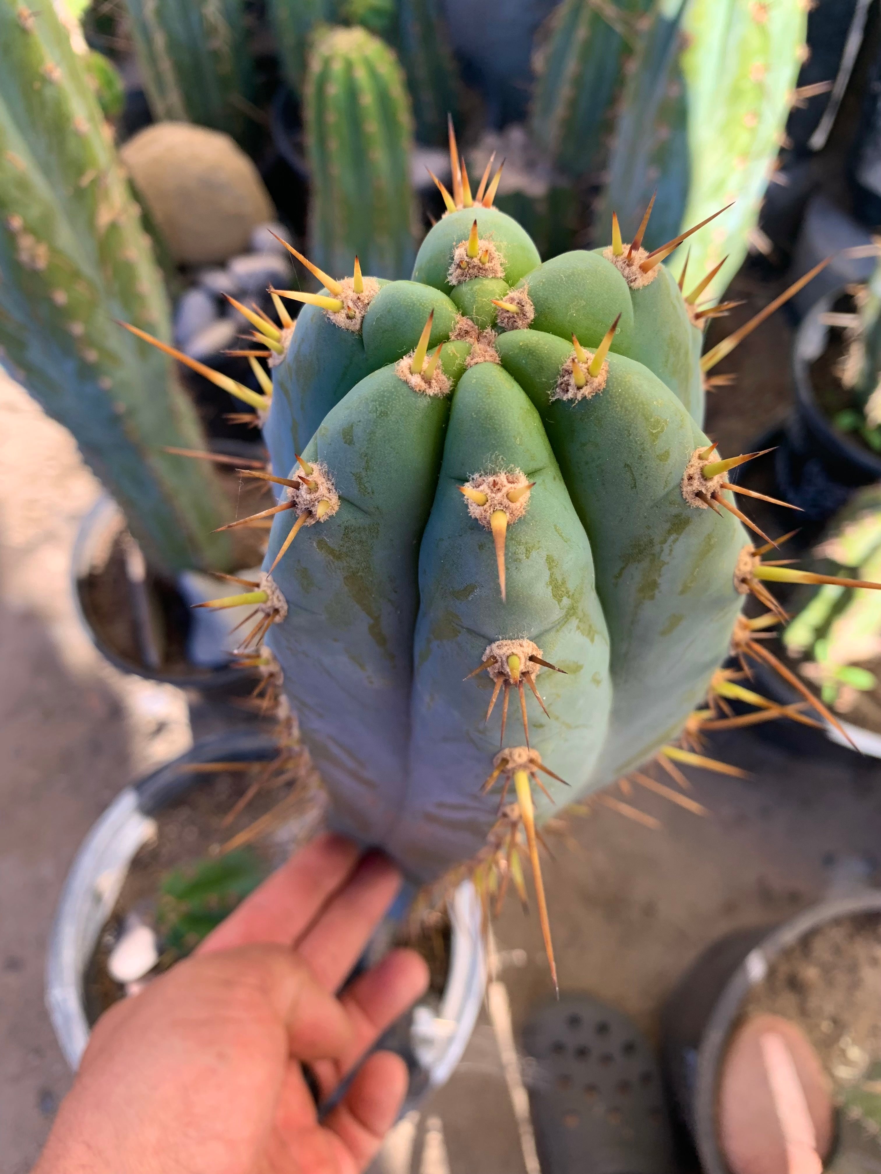 - 👑 Drew’s Blues