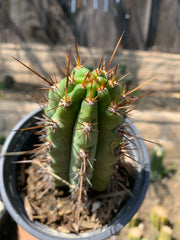 Rooted Peruvianus