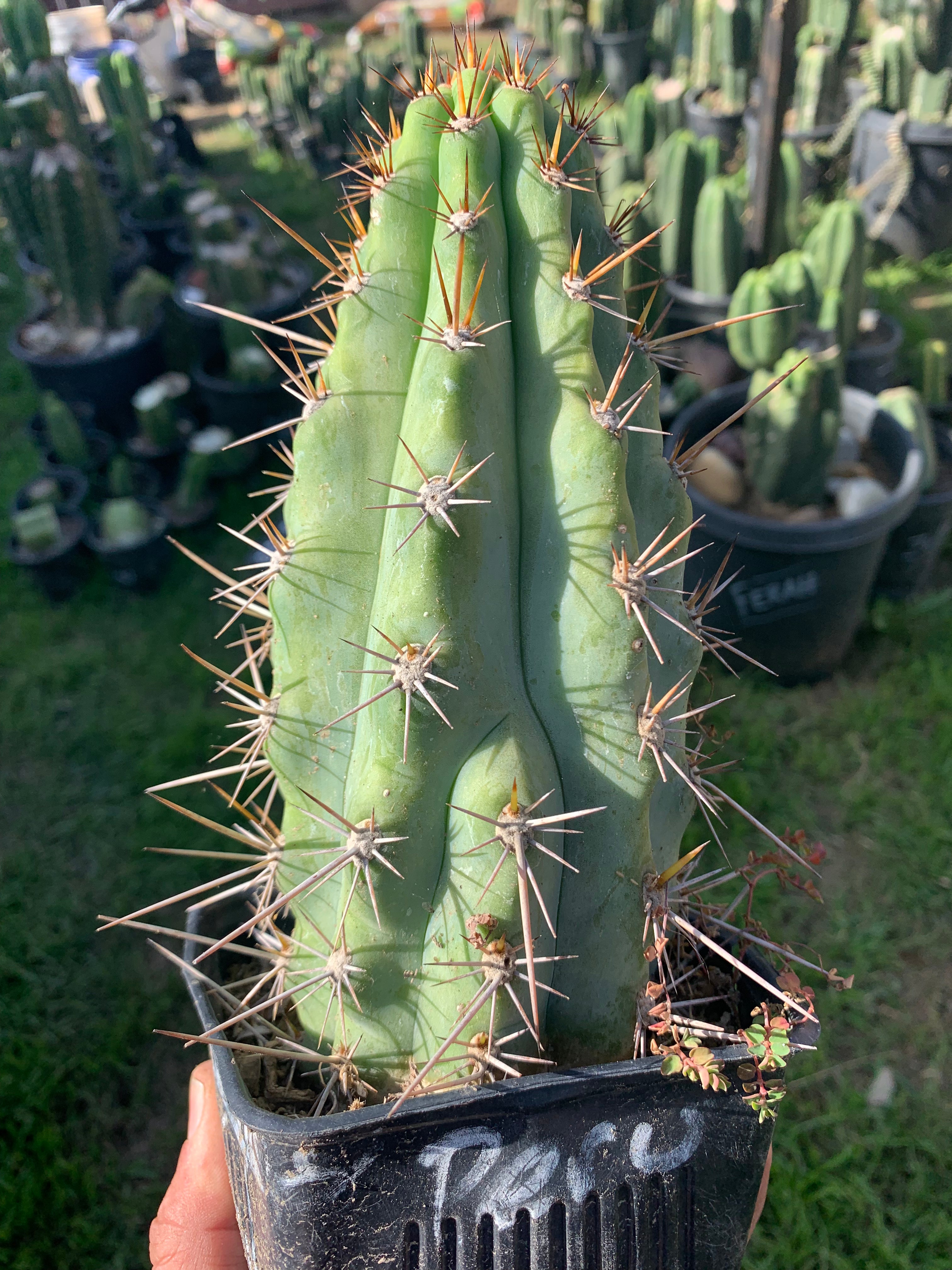 Rooted 9” Peruvianus