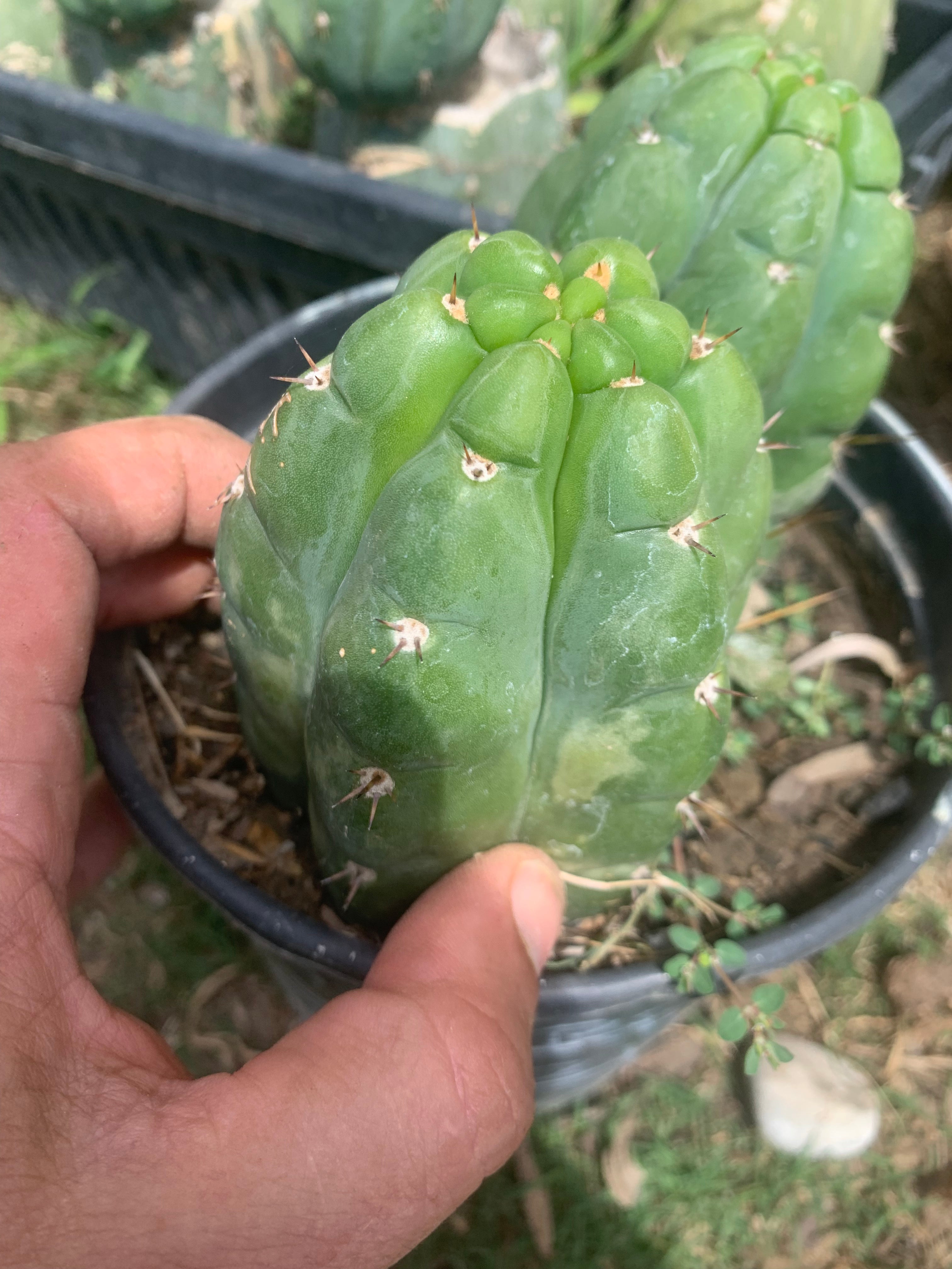 Pachanoi “Lima” - Well Rooted Pup
