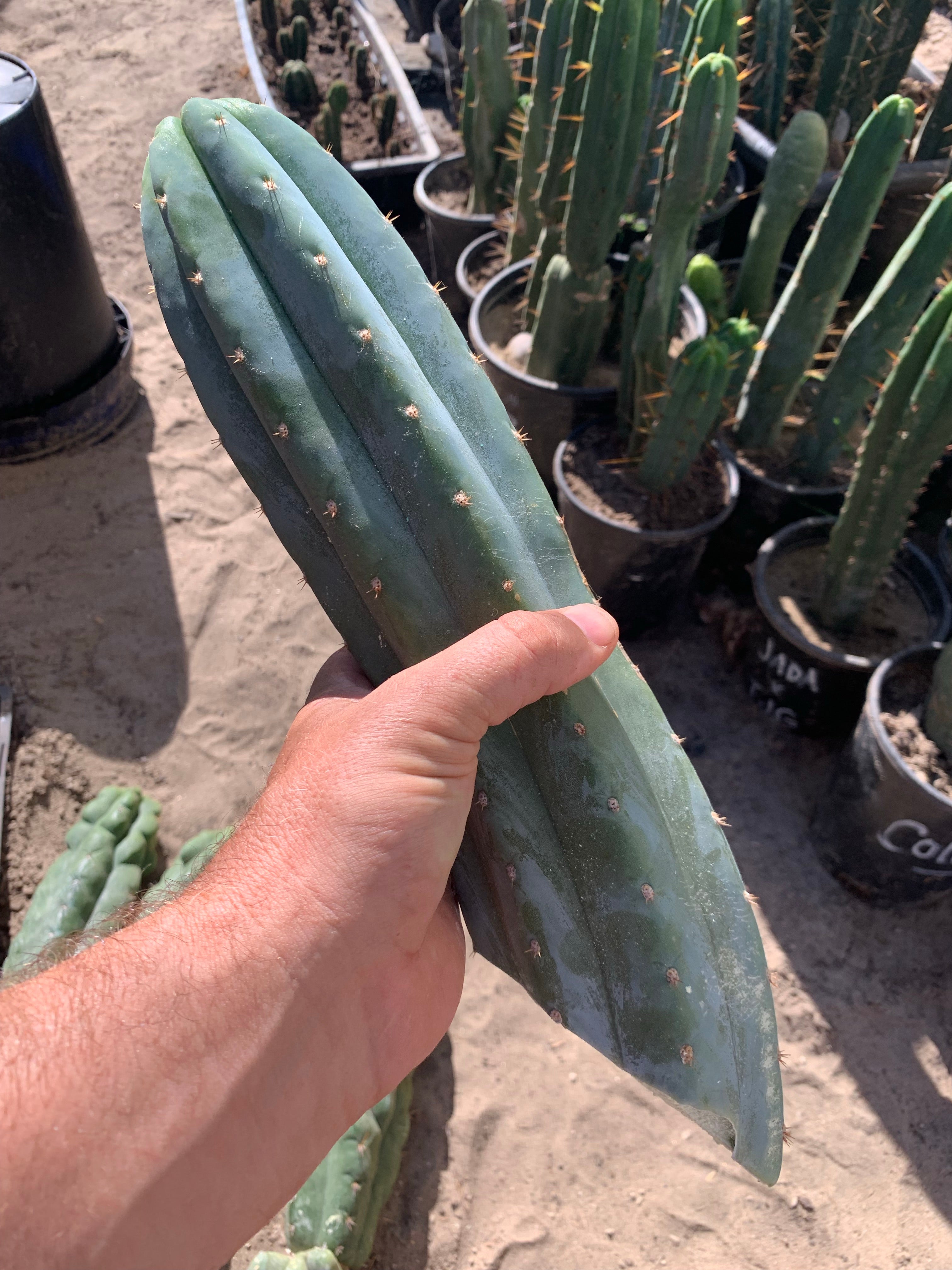 Ventucky Blue - Big and Pristine tip cutting