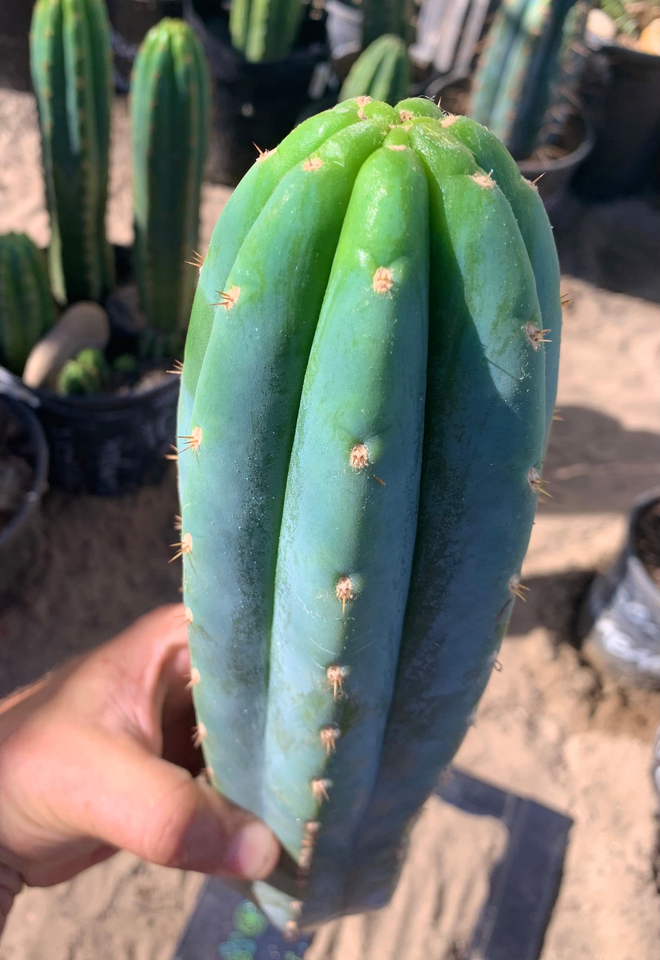 Ventucky Blue - Big and Pristine tip cutting