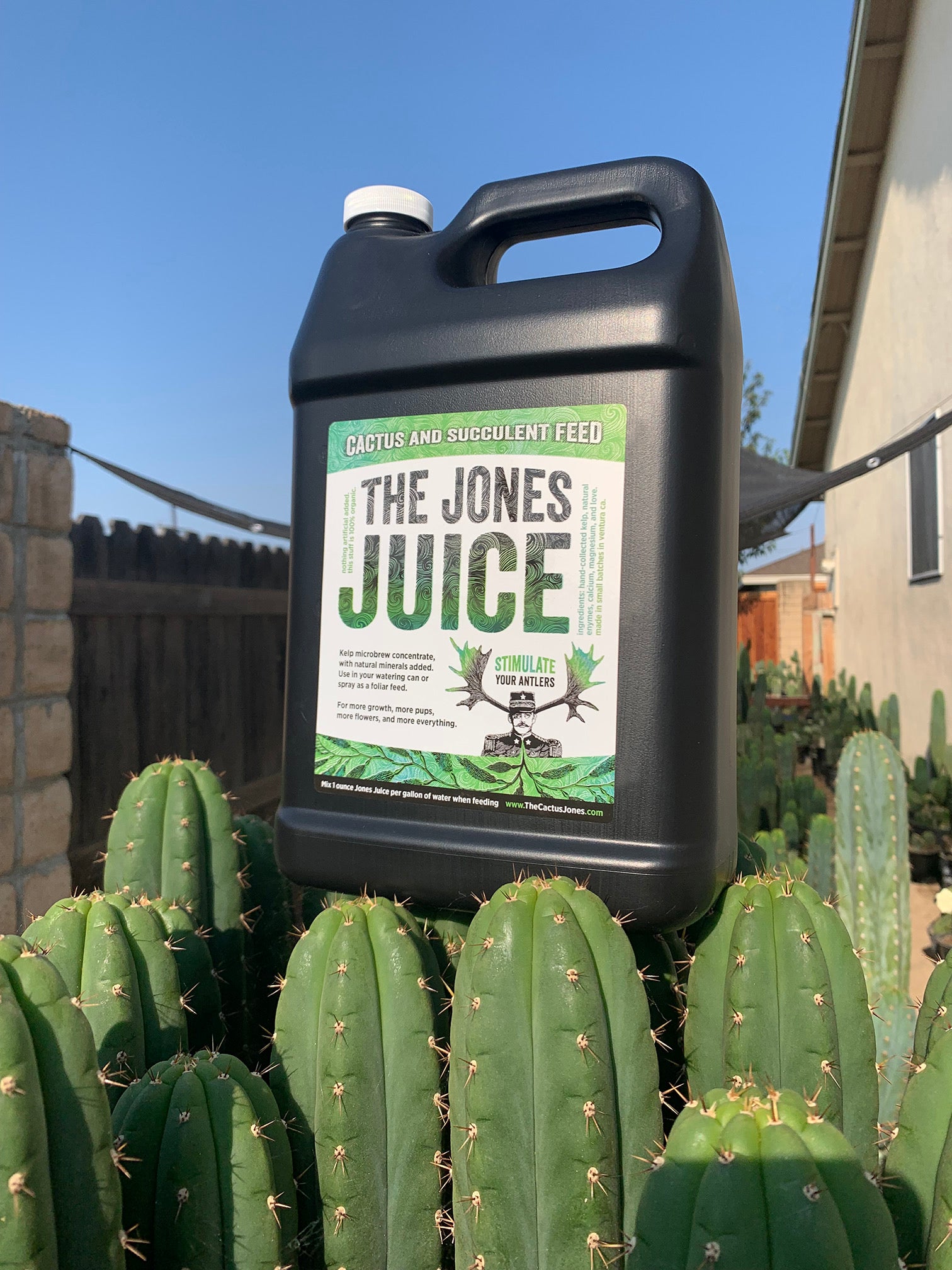 succulent juice The Jones Juice