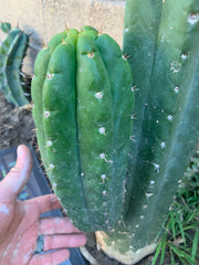 Pachanoi “Lima “ — Big Pup