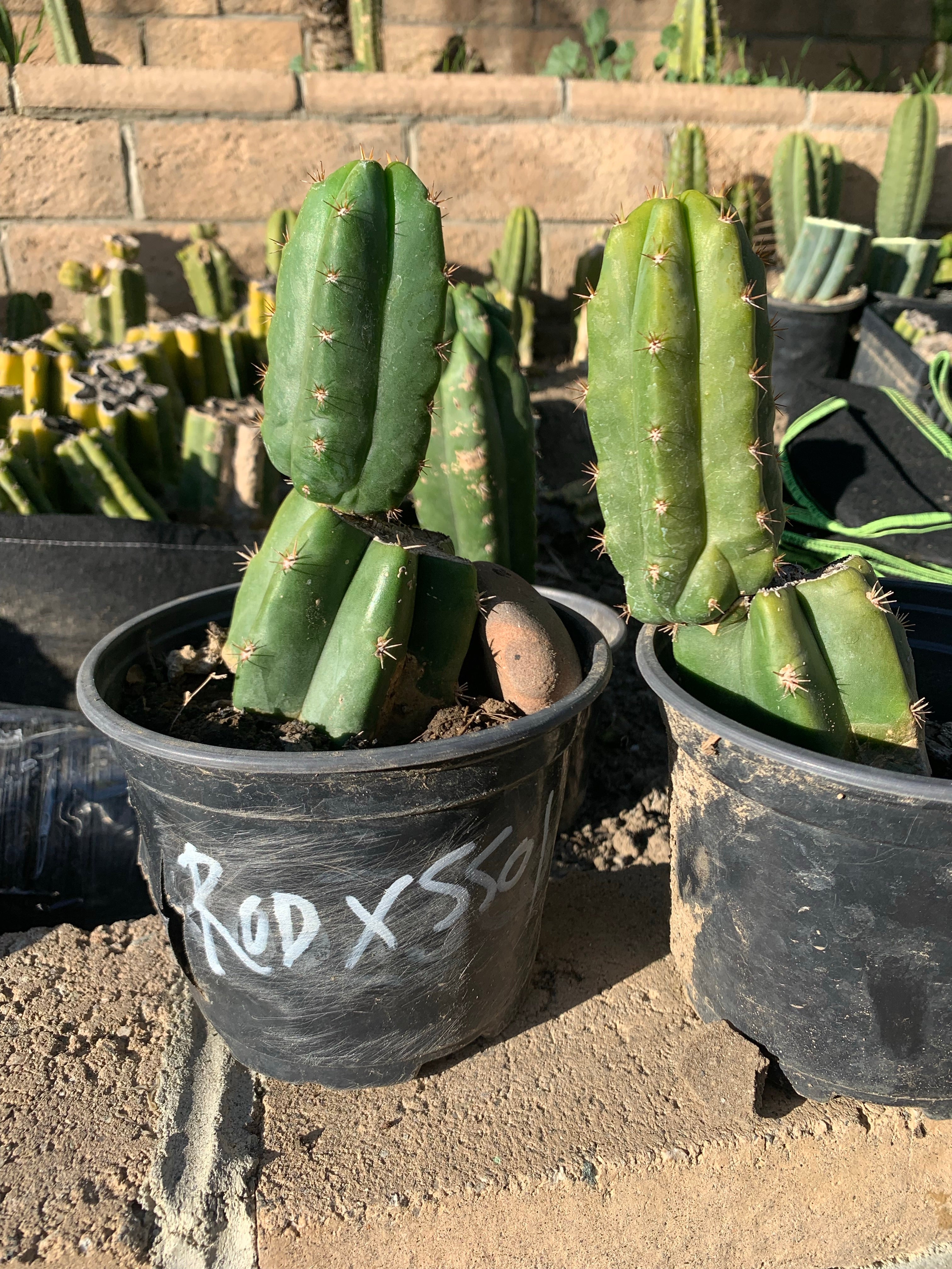 Rod x SS01  — well rooted with pup