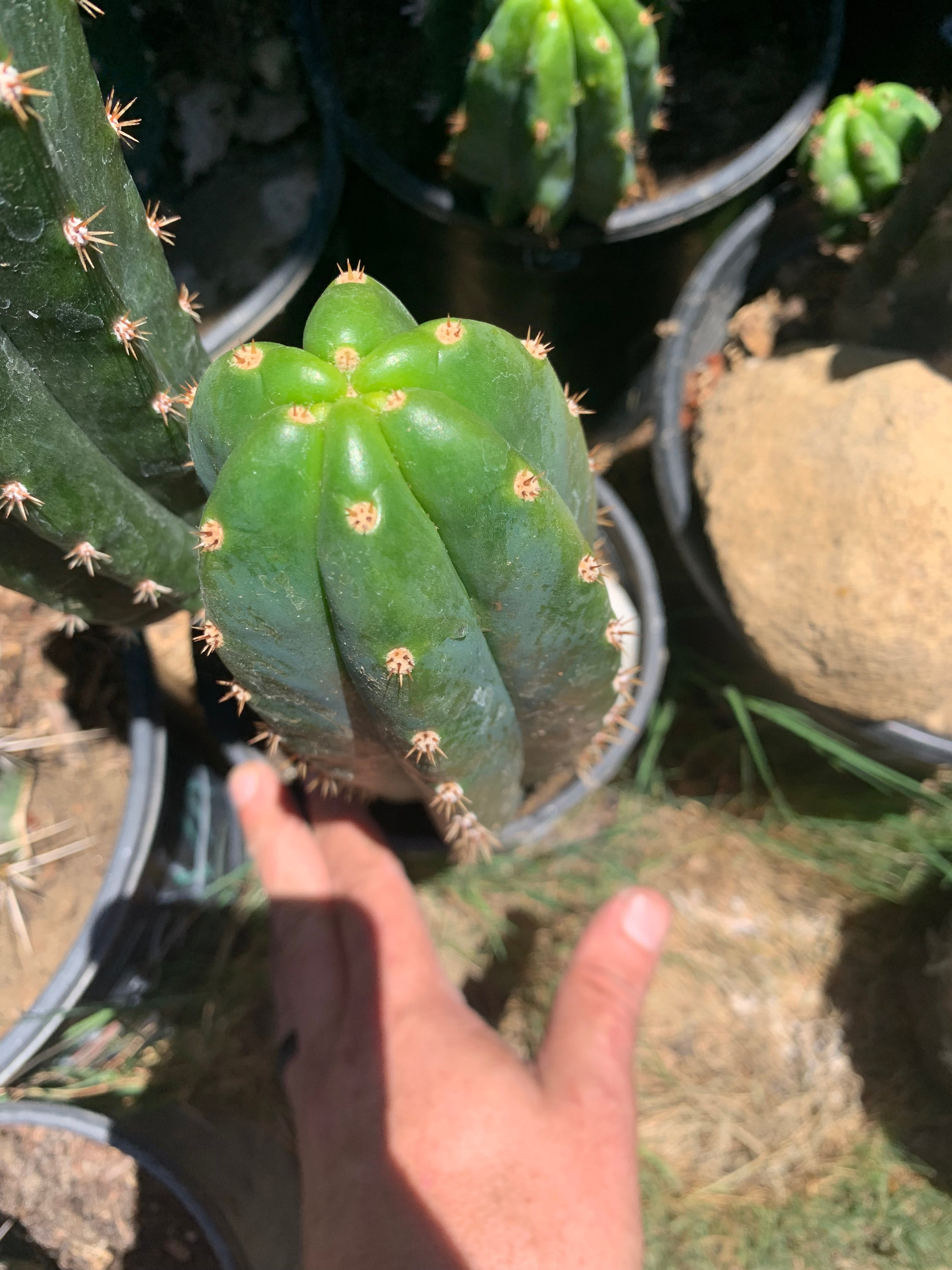 A Bitter Mystery — Chubby 8” Pup