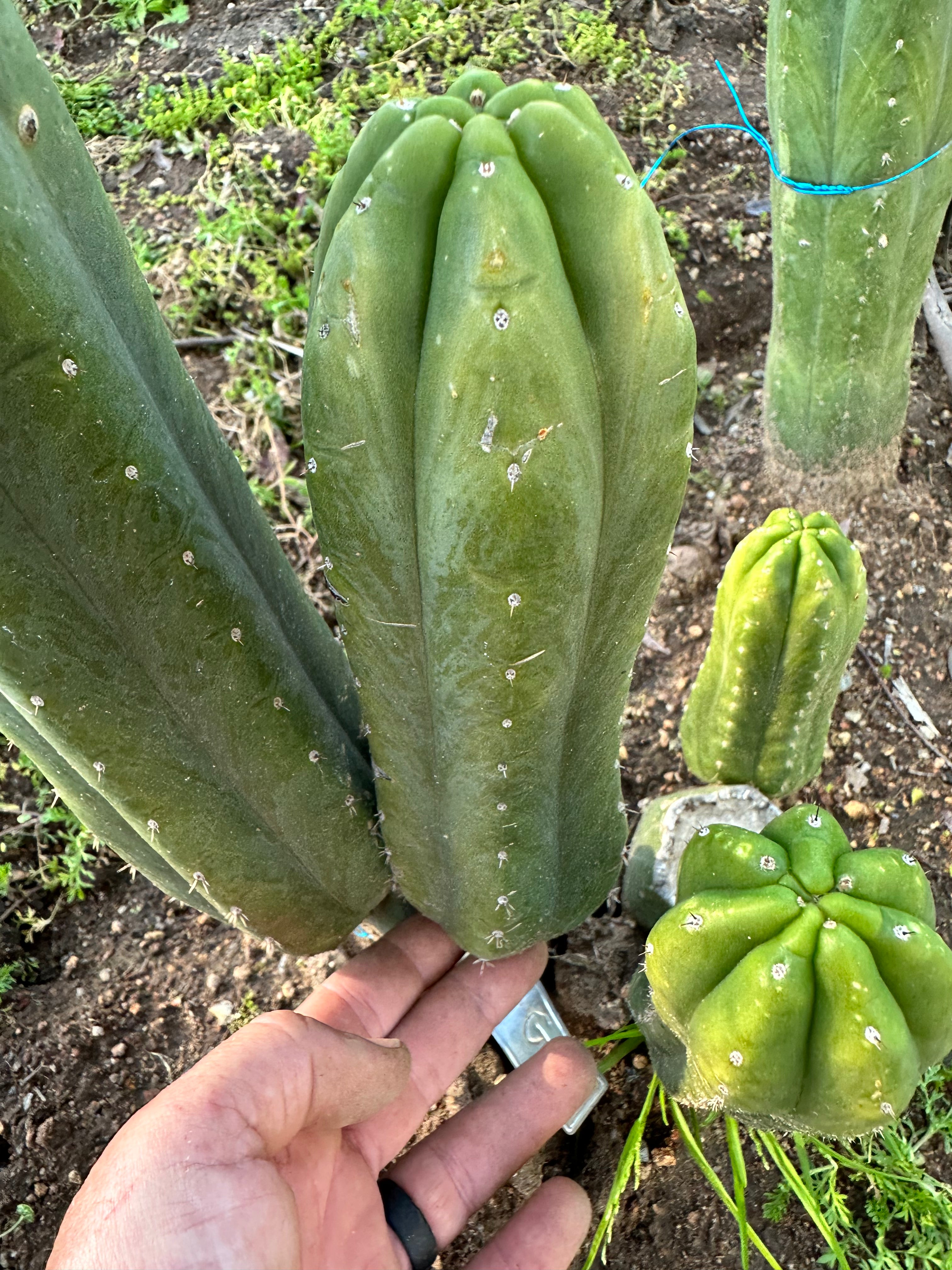 👑 Tom Juuls Giant — 9.5” pup