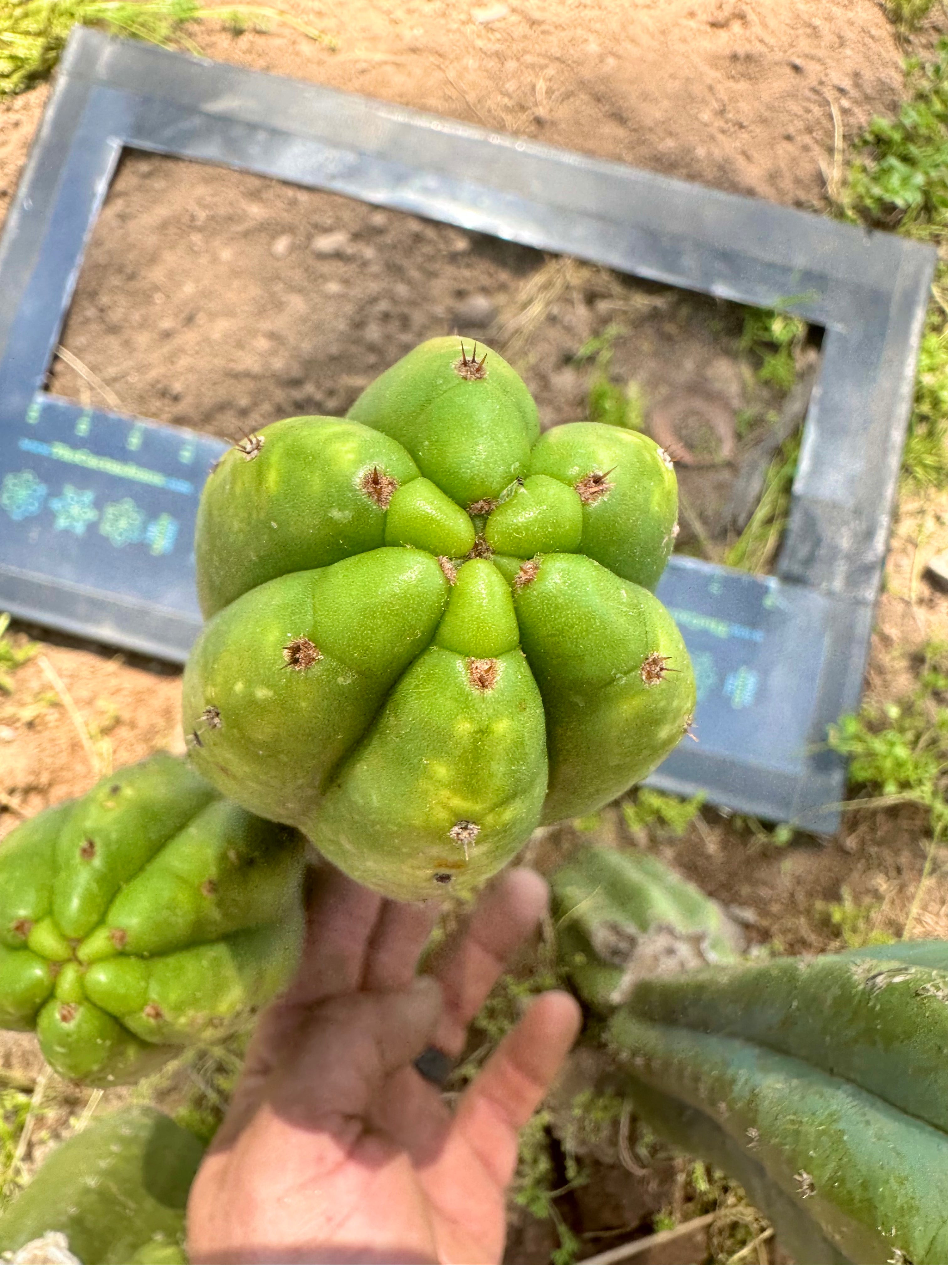 👑 Smooth Ecuadorian Pachanoi — 10” Pup