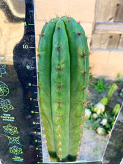 👑 Torres & Torres Pachanoi