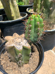 Peruvianus “Sal’s Torch” — Rooted with pup