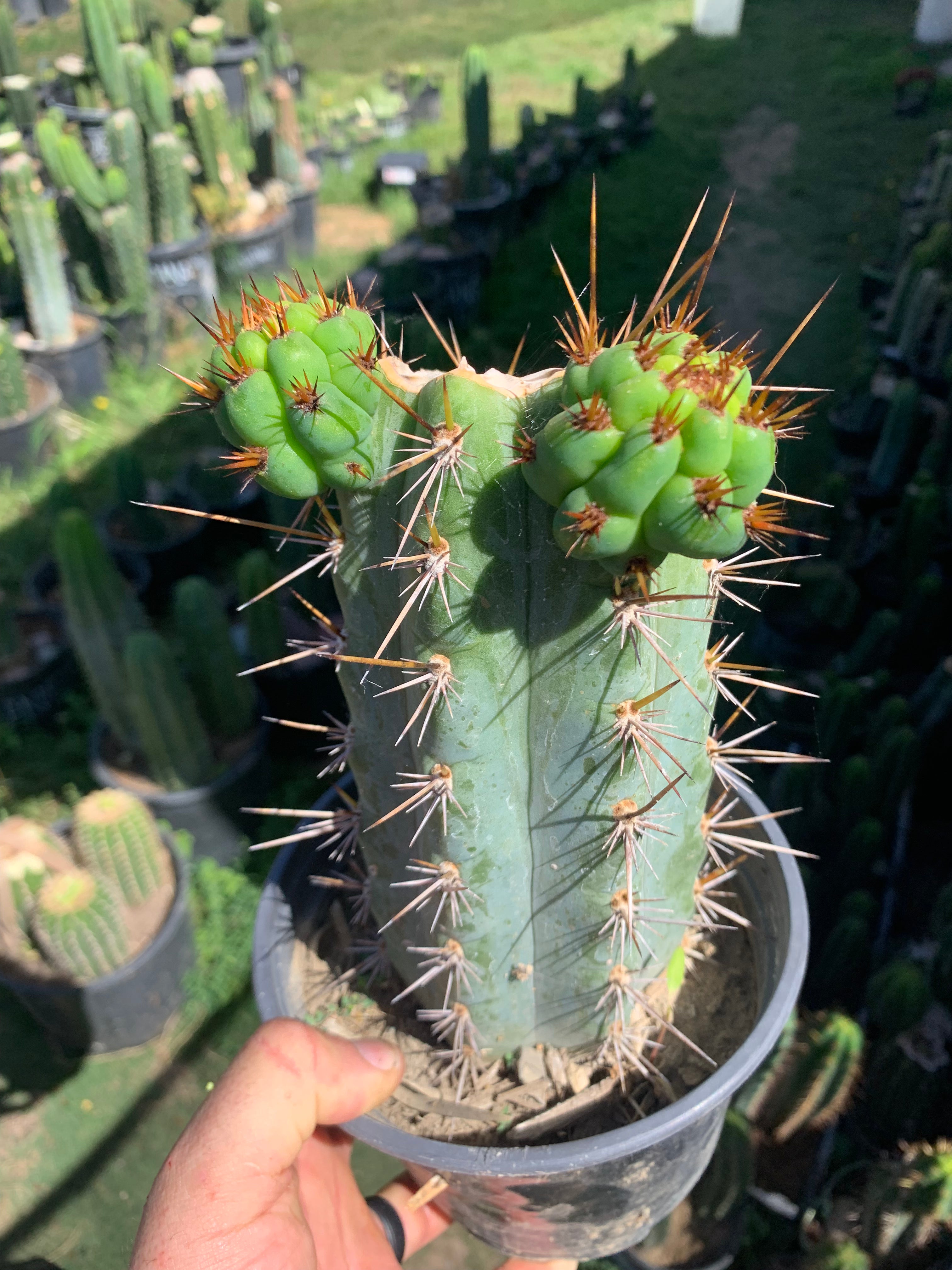 Rooted Blue Peruvianoid with Pups