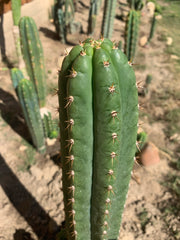Torres and Torres Pachanoi— 10+ inch tip