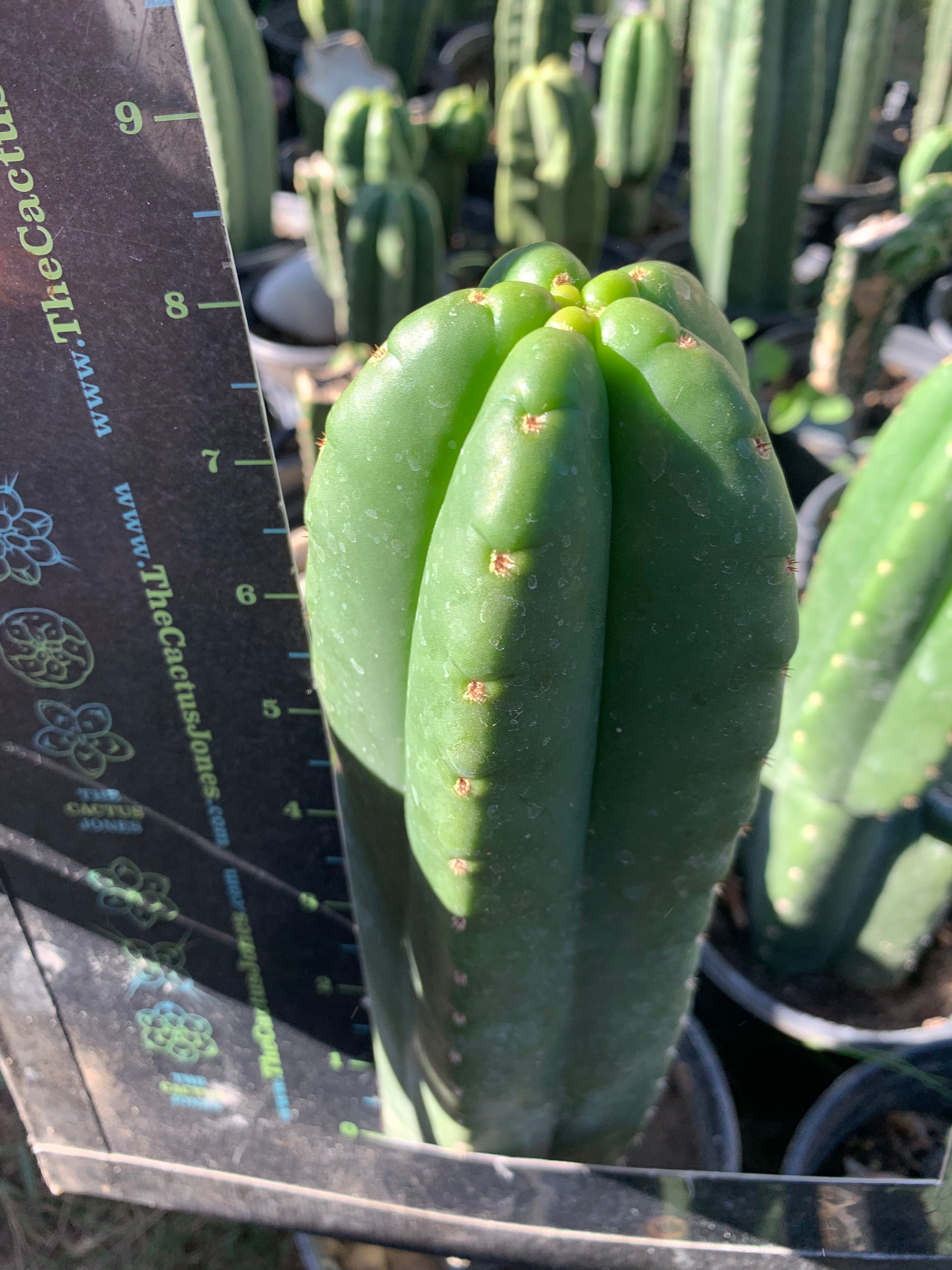 Pachanoi “Lima “ — Big Pup