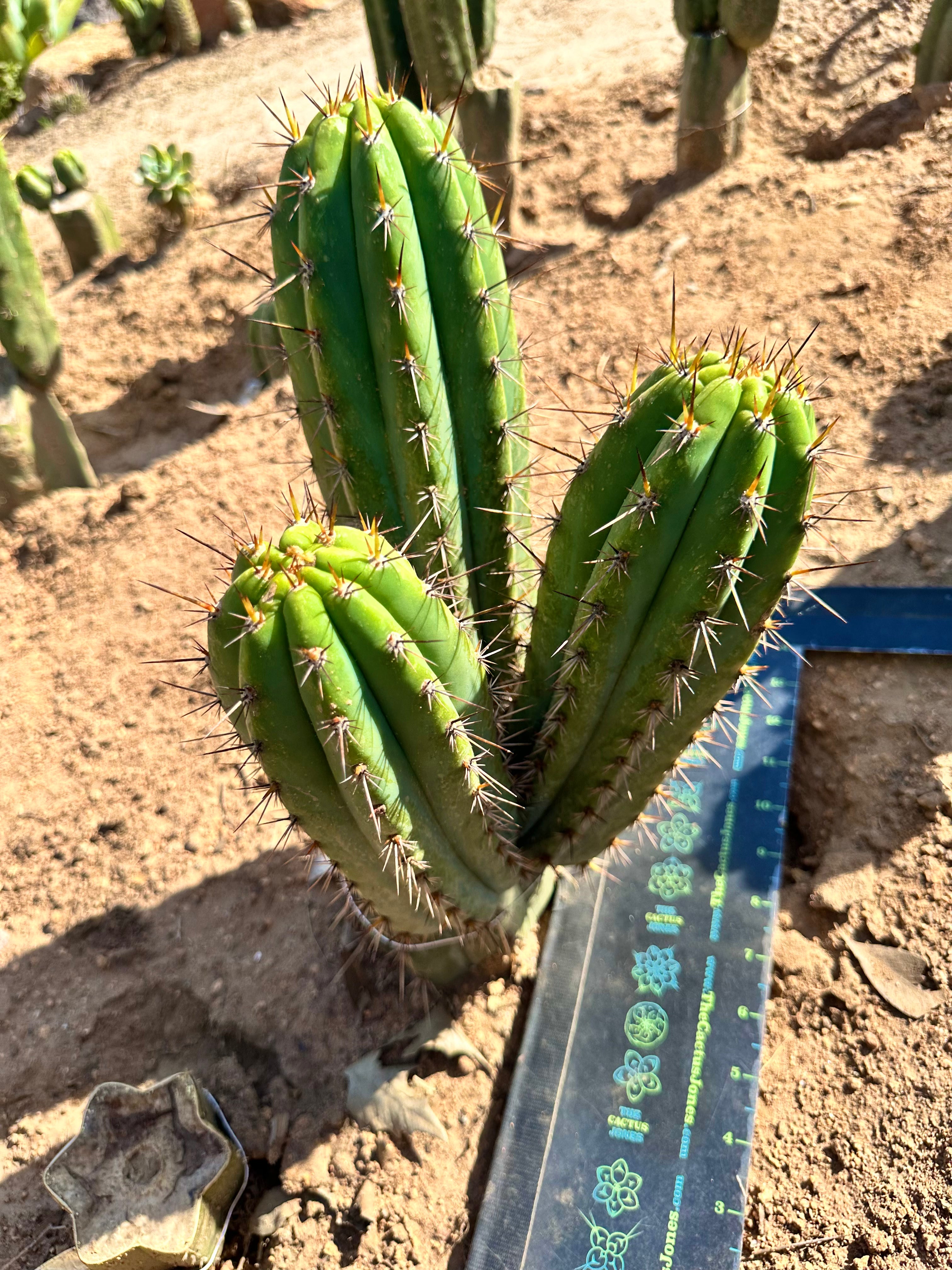 👑 Verne’s KK242 - Perfect Pup