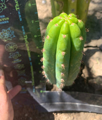 Jack’s JuulsOP — well rooted mid w/ pup