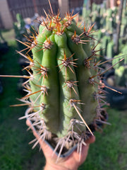 Rooted 9” Peruvianus