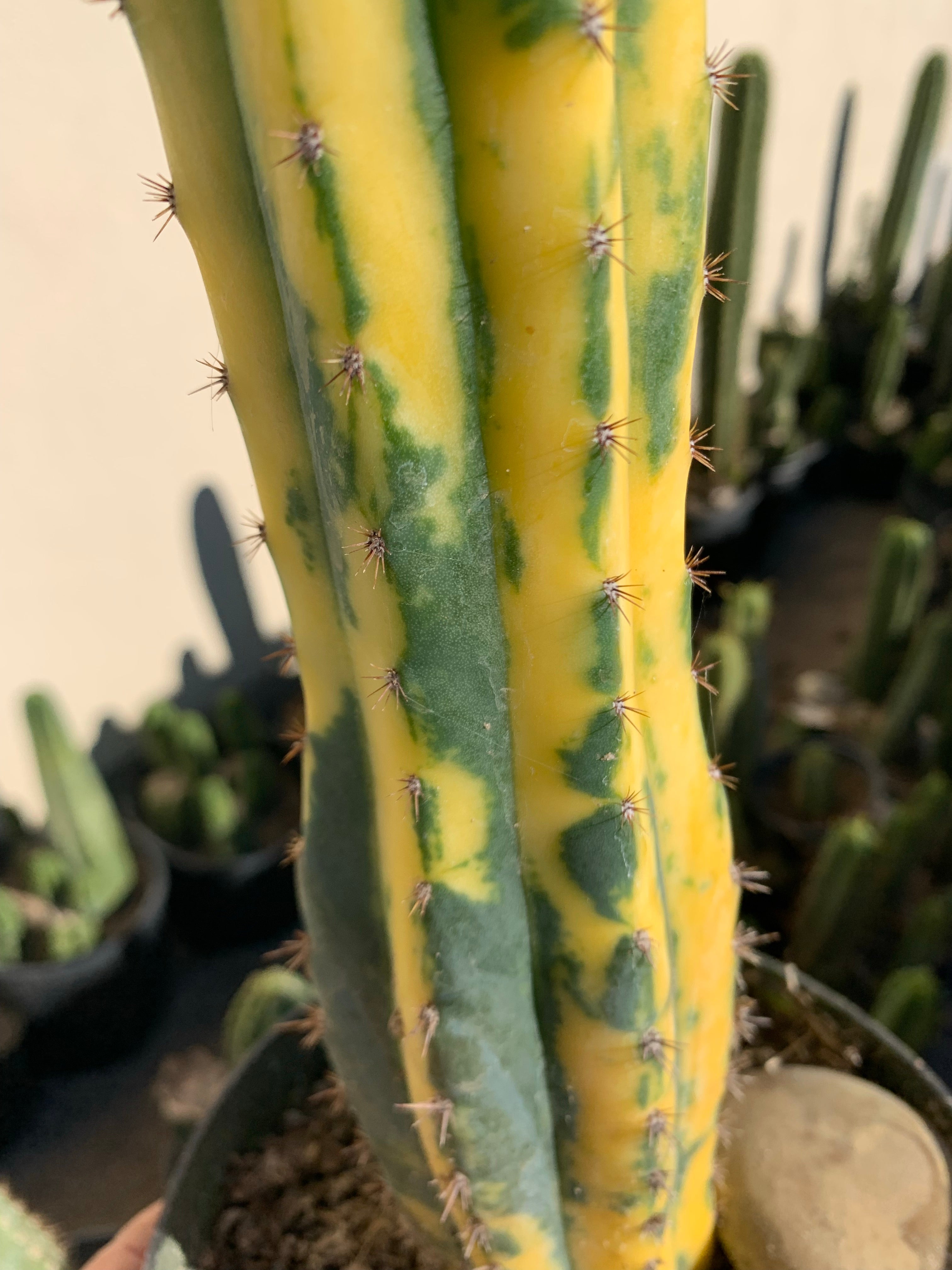 Variegated Pachanoi — First timer