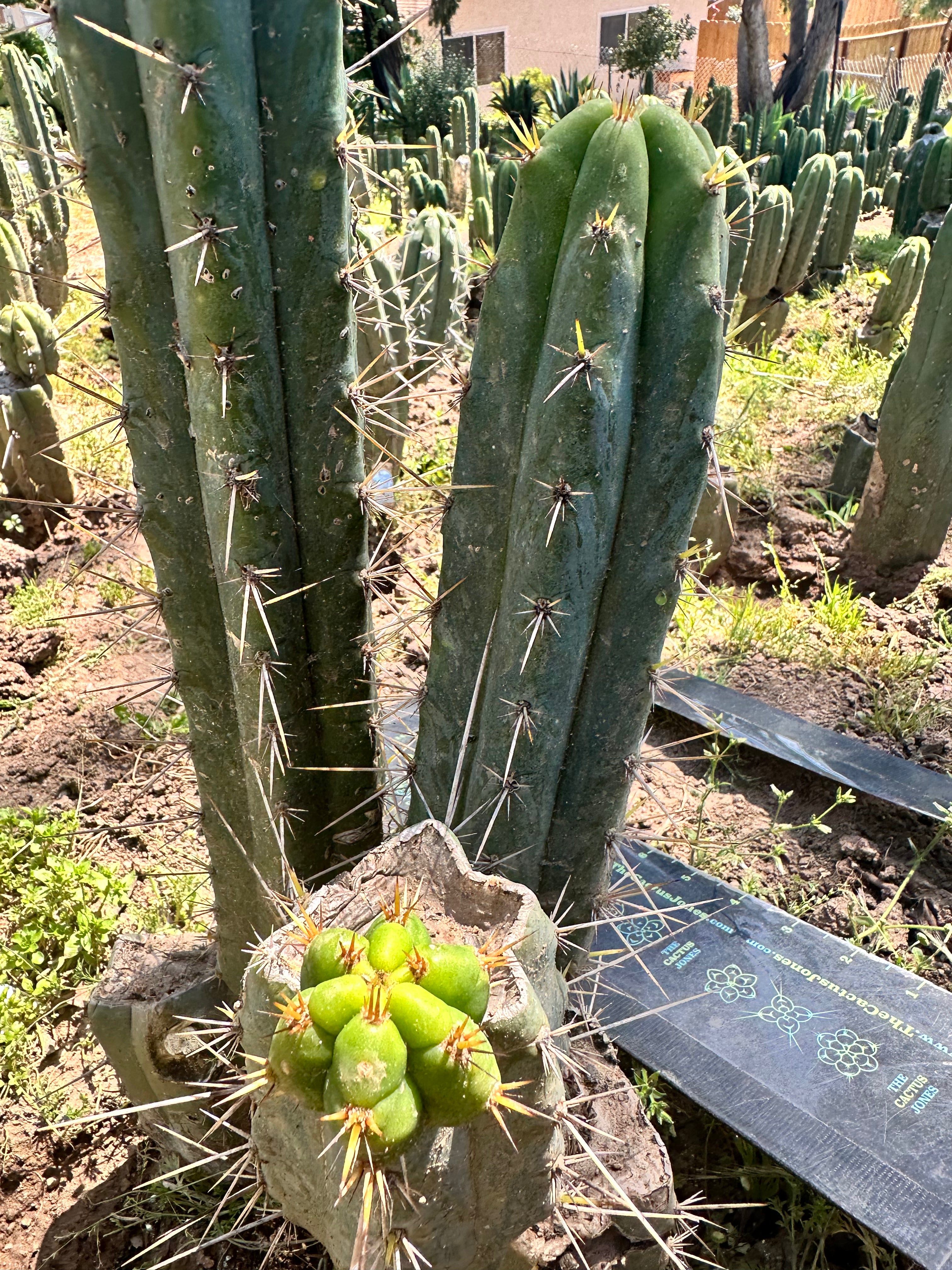 Serra Blue x Huanucoensis — 10” Pup