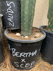 Bertha x Scop — 8” chubbapup