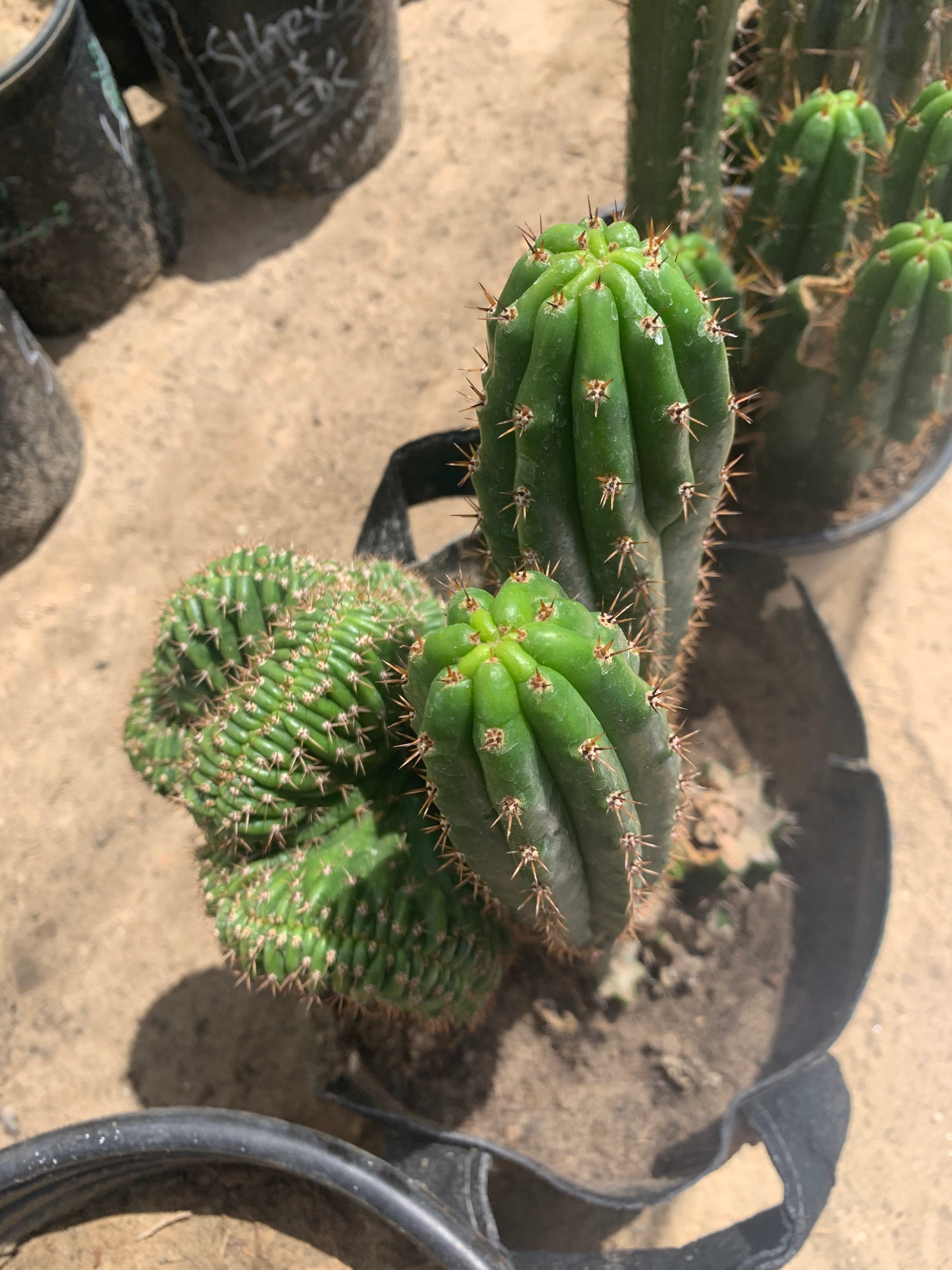 Crested Olivia x TPM — revert pup