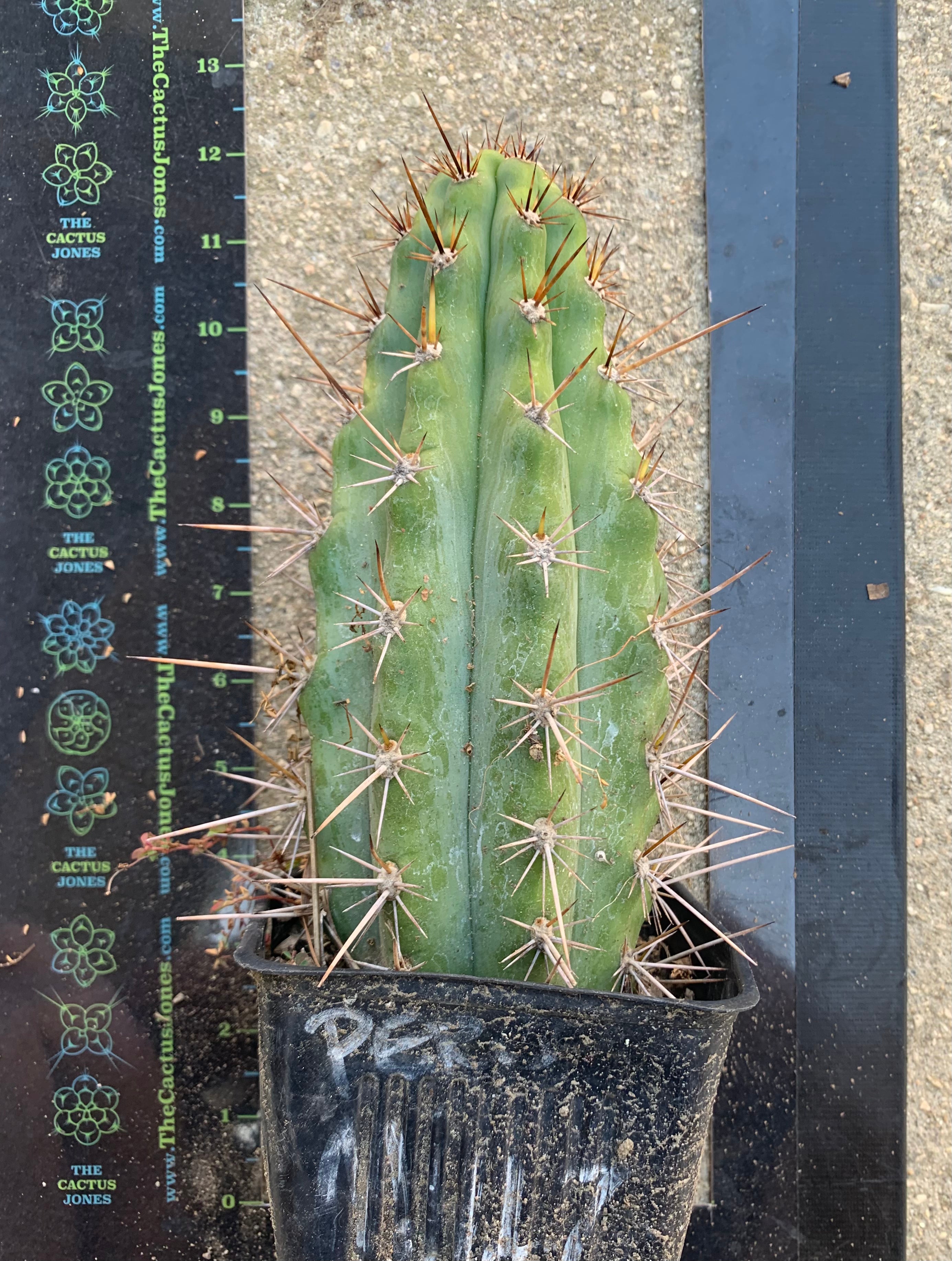 Rooted 9” Peruvianus