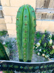 👑 Torres & Torres Pachanoi