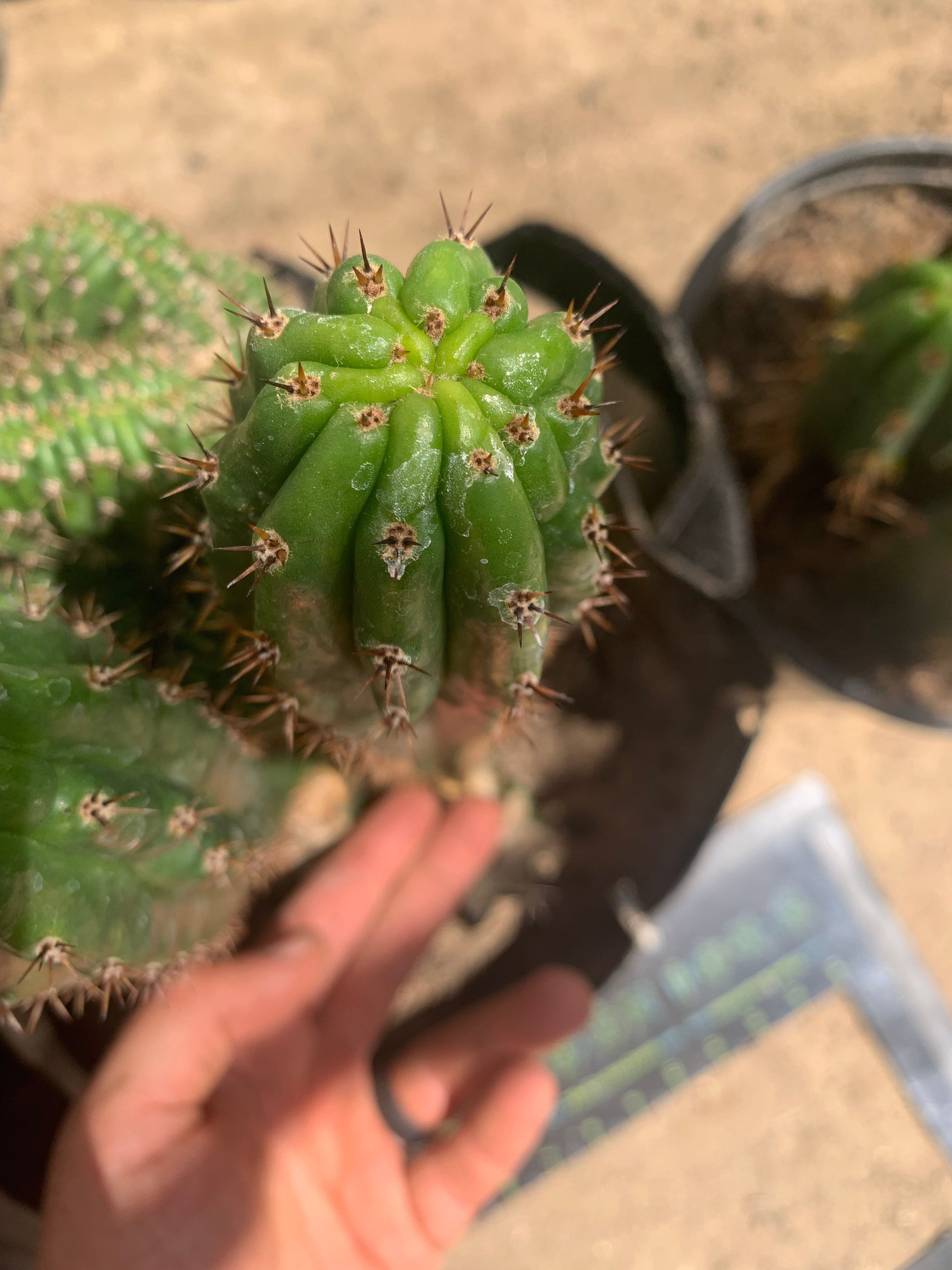 Crested Olivia x TPM — revert pup