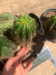 Crested Olivia x TPM — revert pup