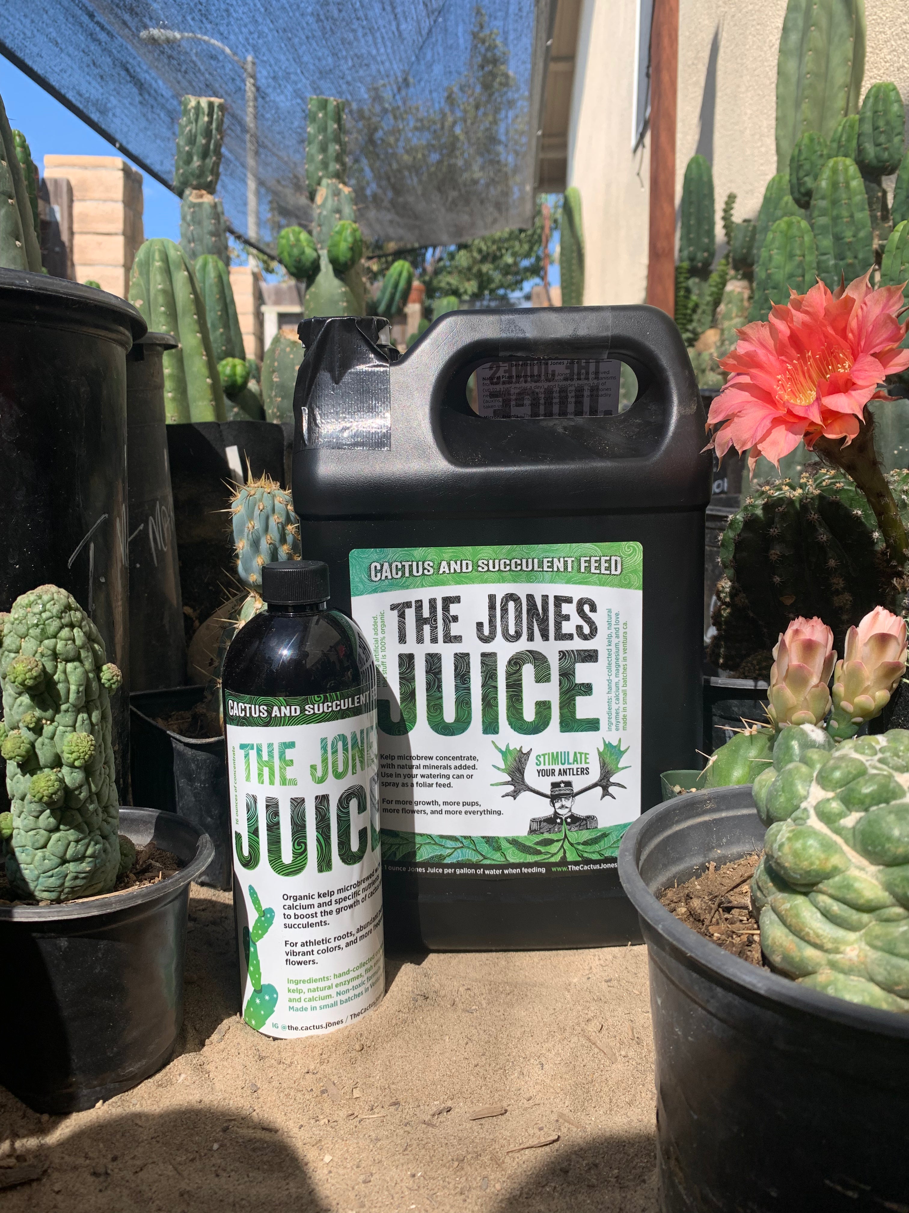 succulent juice The Jones Juice
