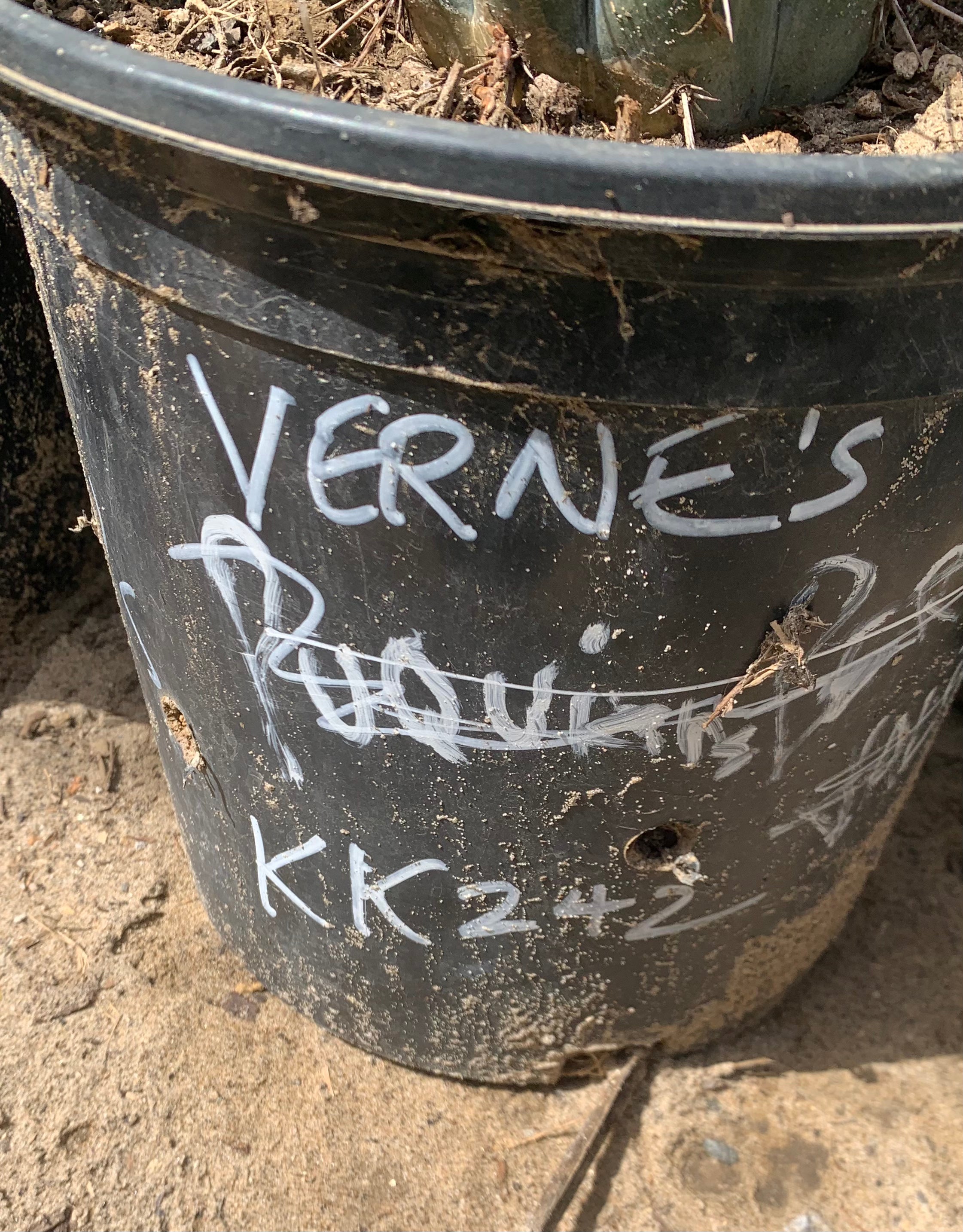 Verne’s KK242 — First Timer